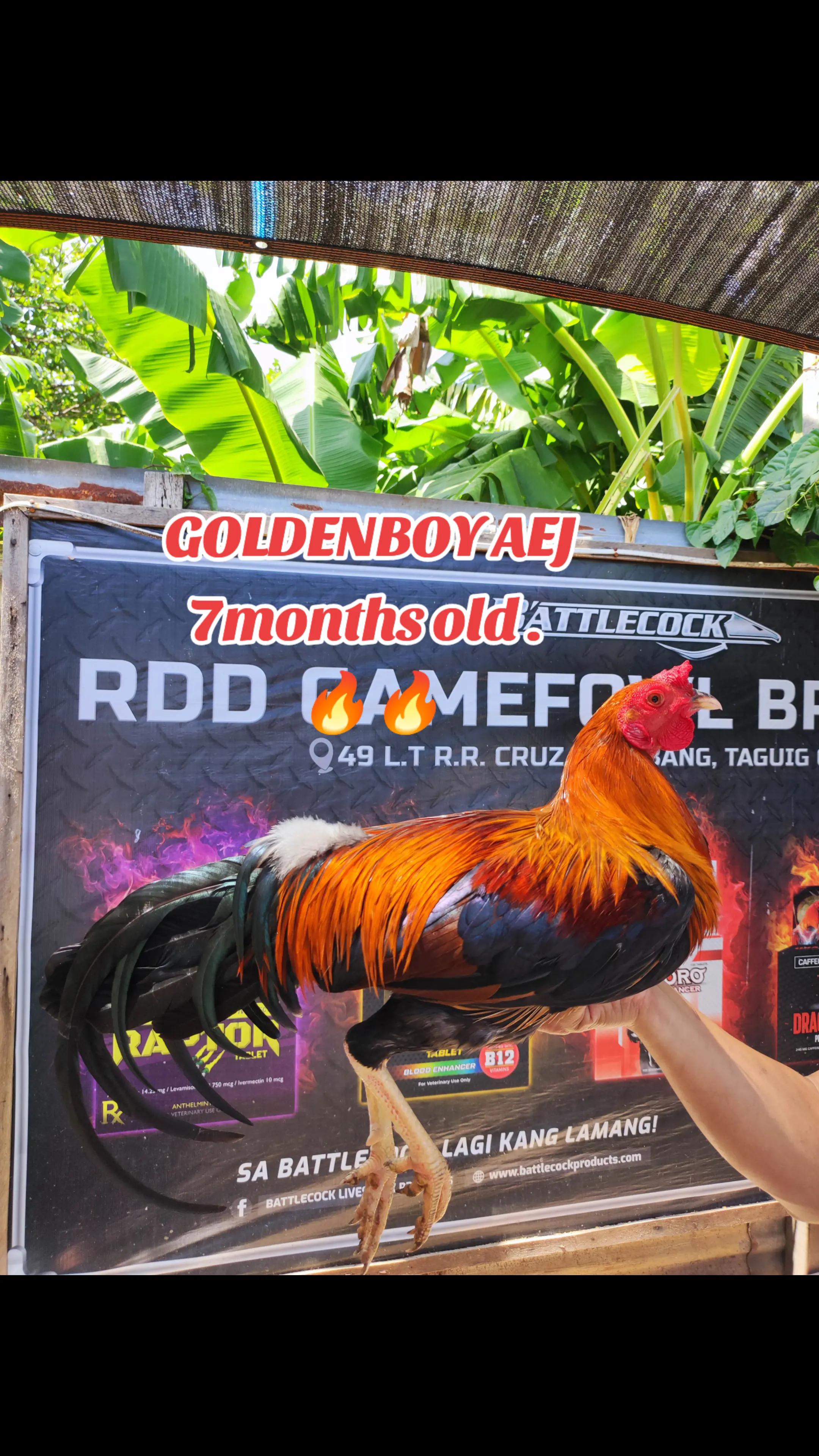 @RDDgamefowlbreeder