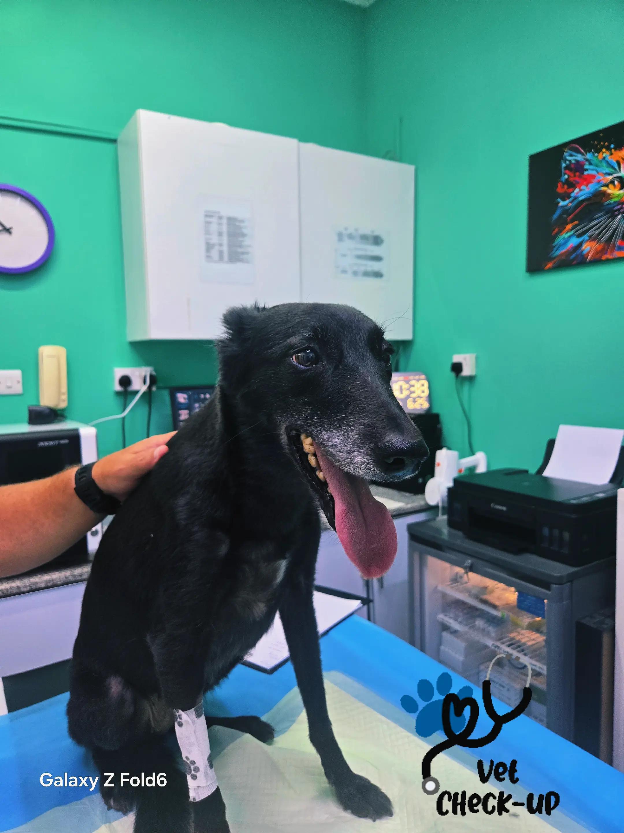 @VillagevVet LLC