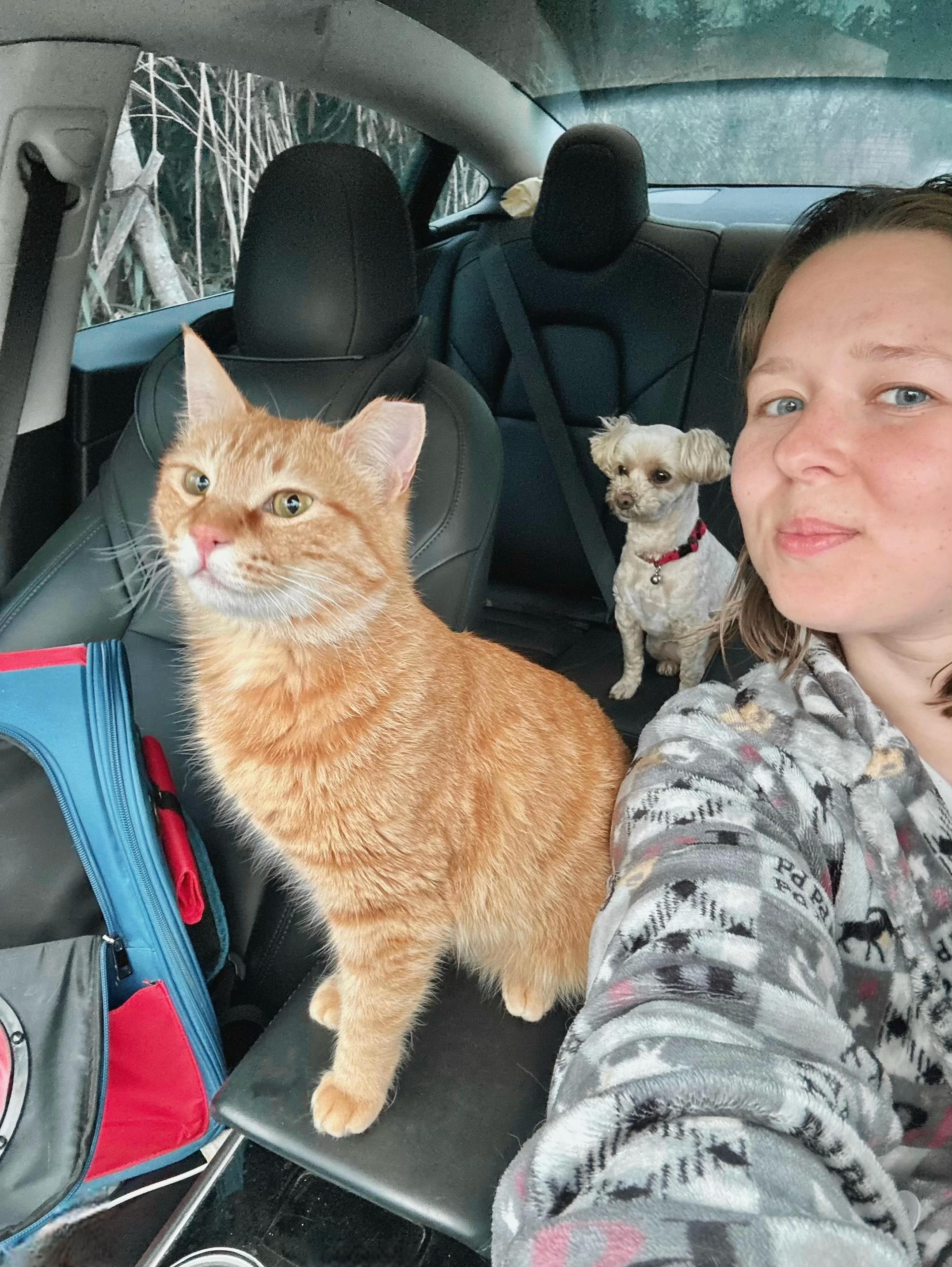 @MyStrayCheese