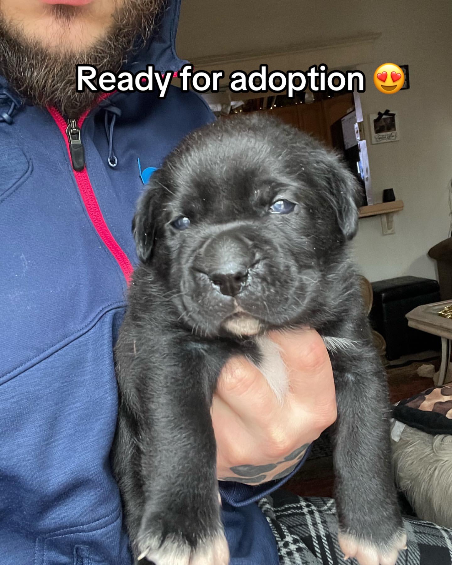@CaneCorso