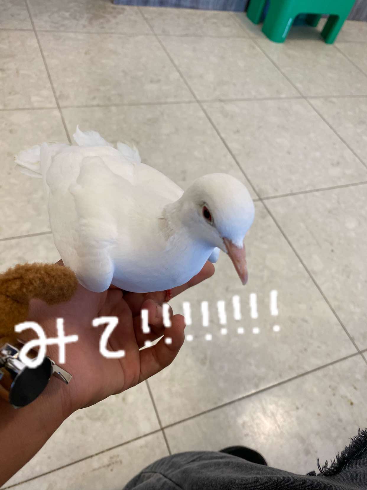 @海の王様さかな👑🐟
