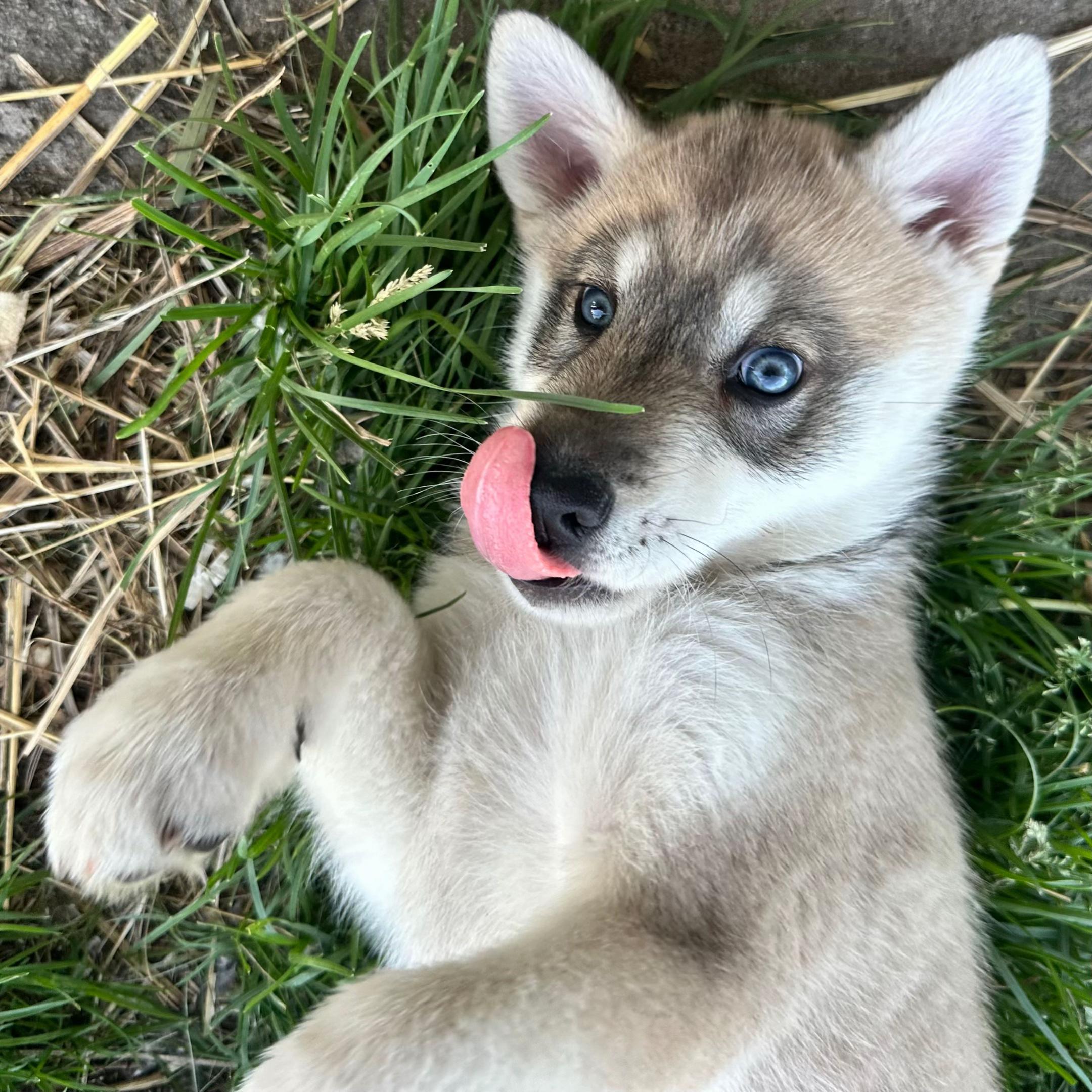 @WOLFDOG