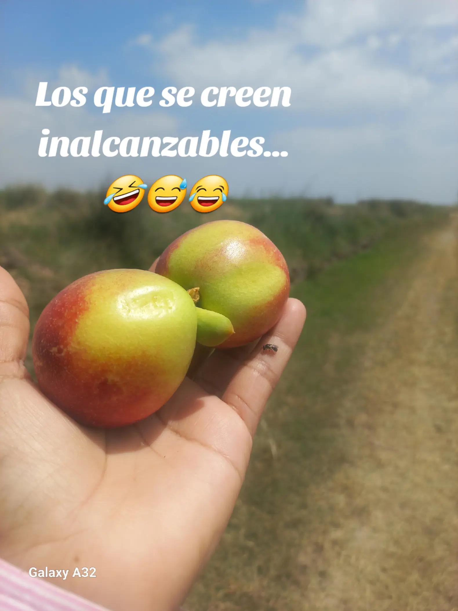 @Shujey Figueira