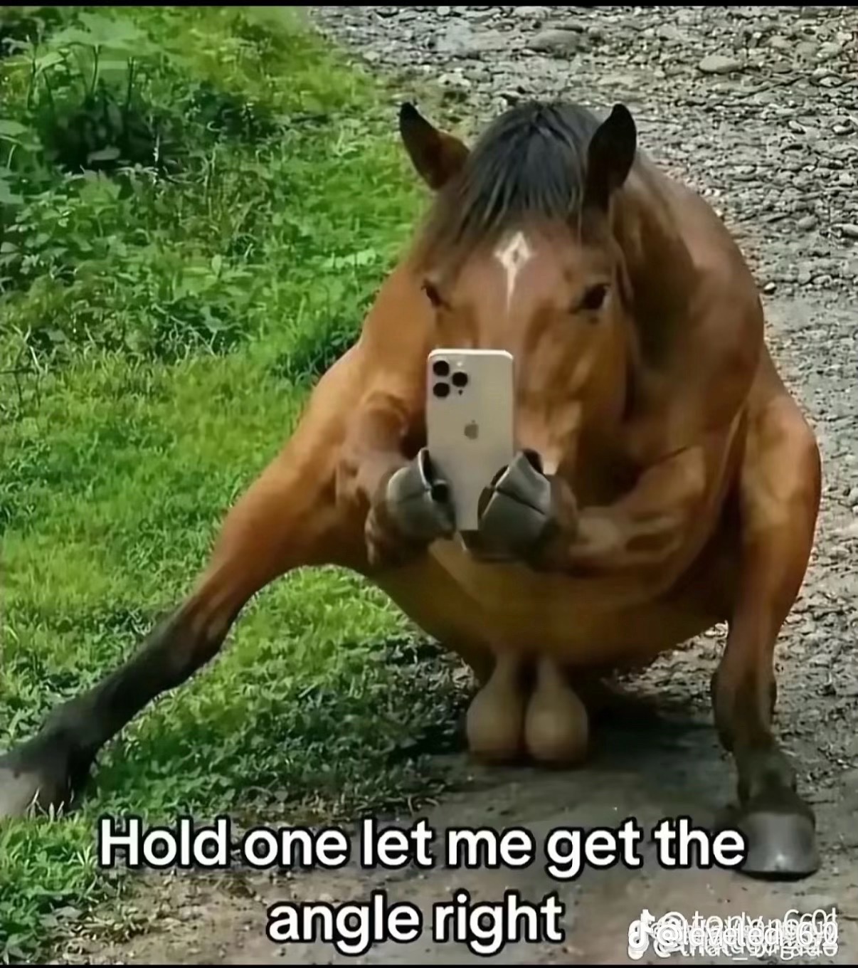 @toffee_tdi