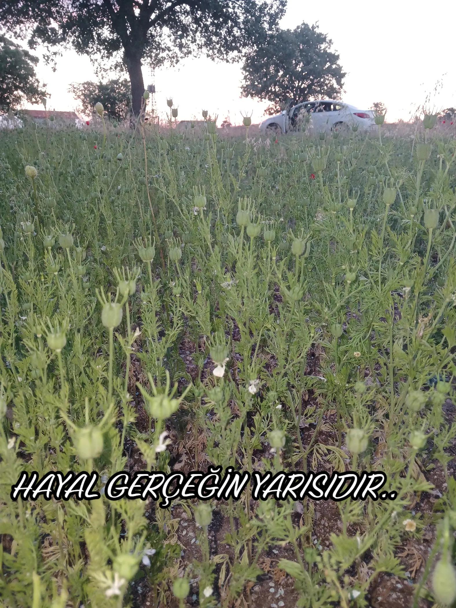 @Hakan AKKAYA