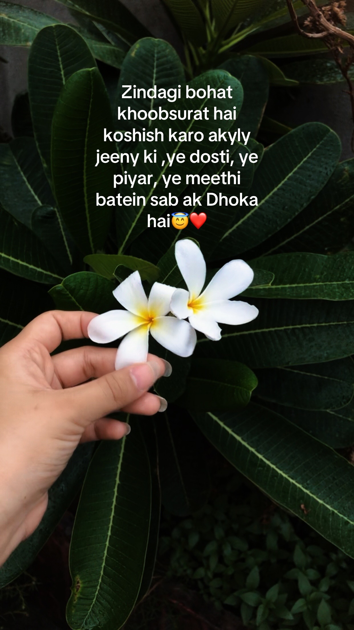 @꧁༺𝓐𝓶𝓫𝓮𝓻༻꧂