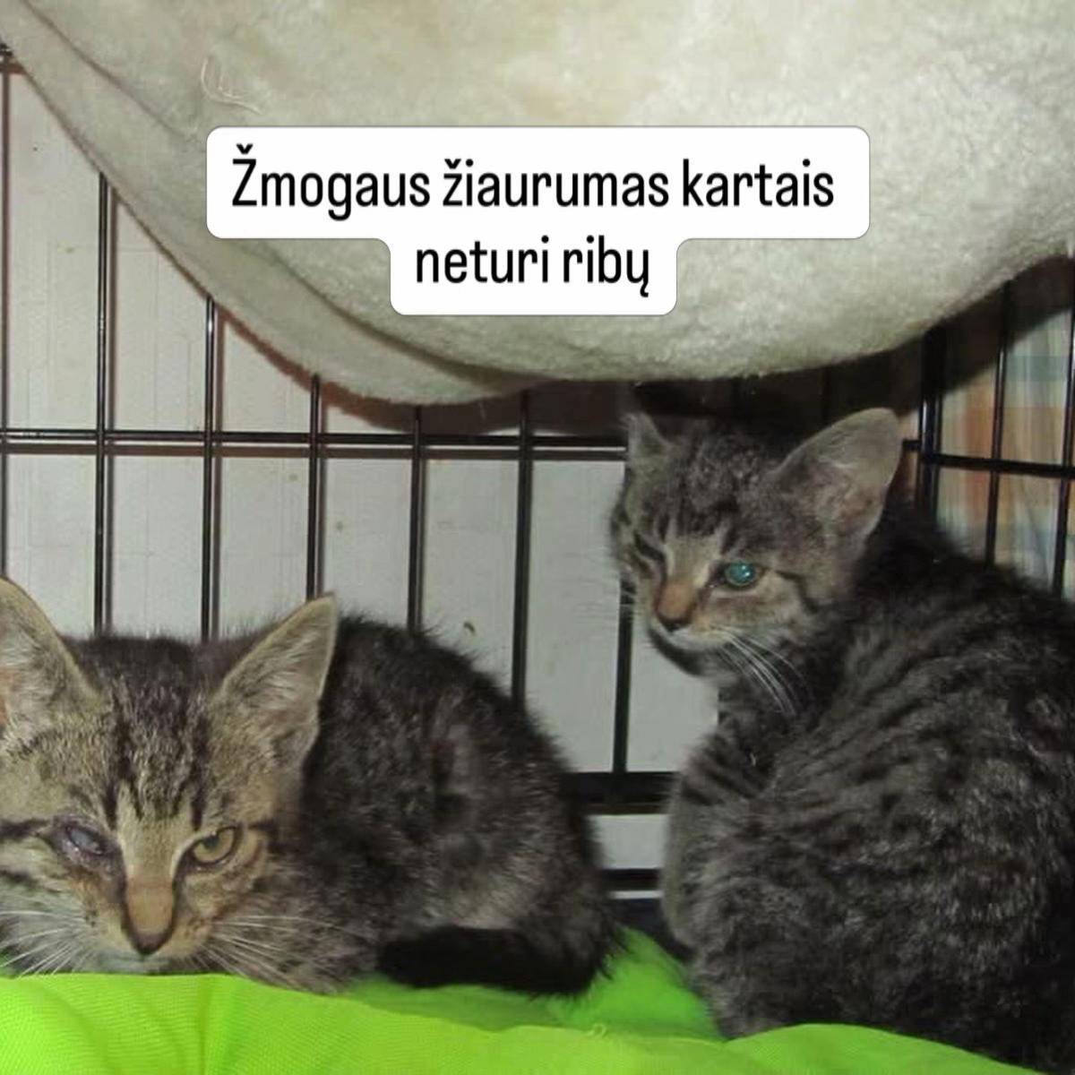 @Keturkojo Viltis
