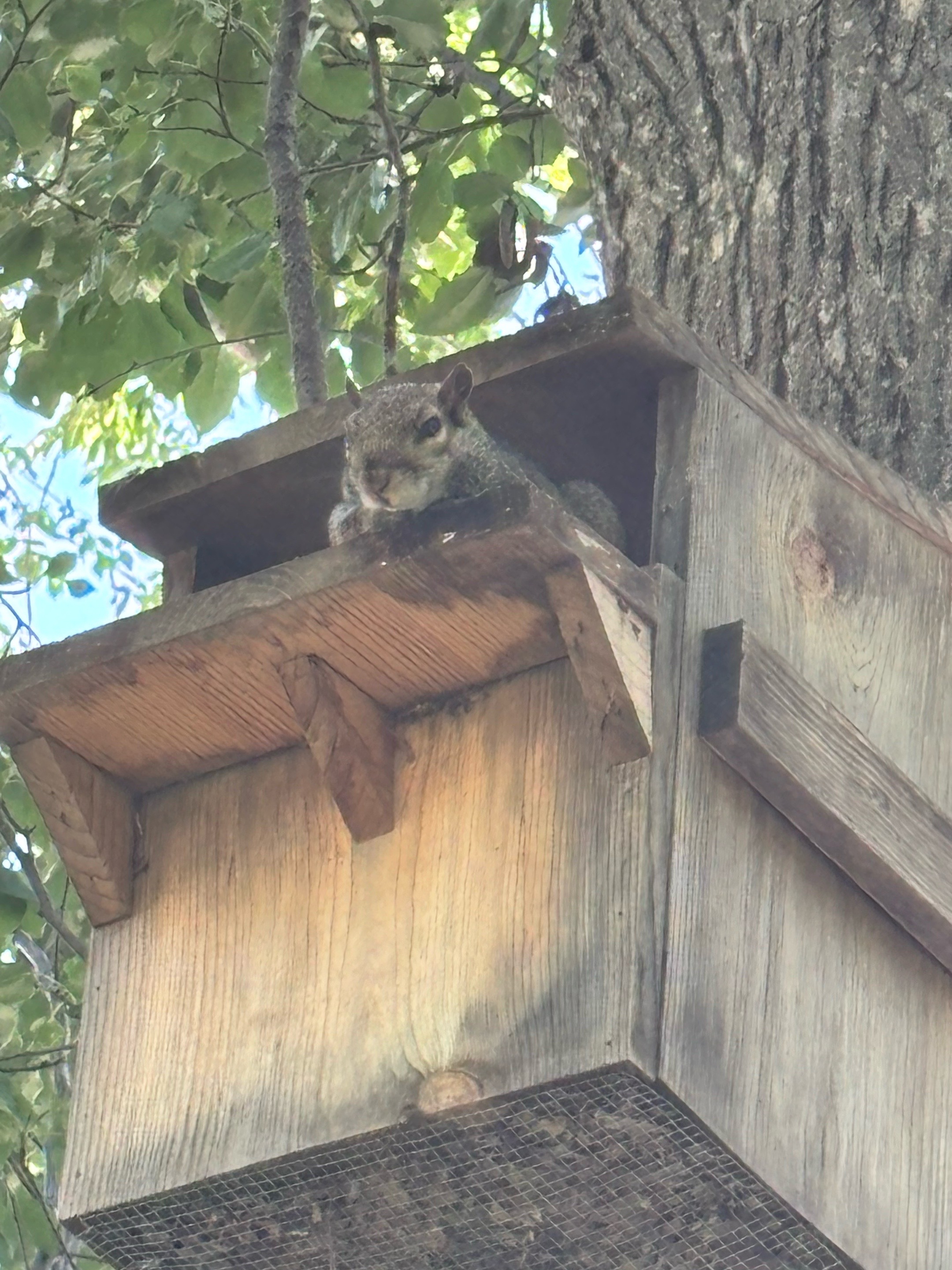 @Sarahsquirrels43🐿️