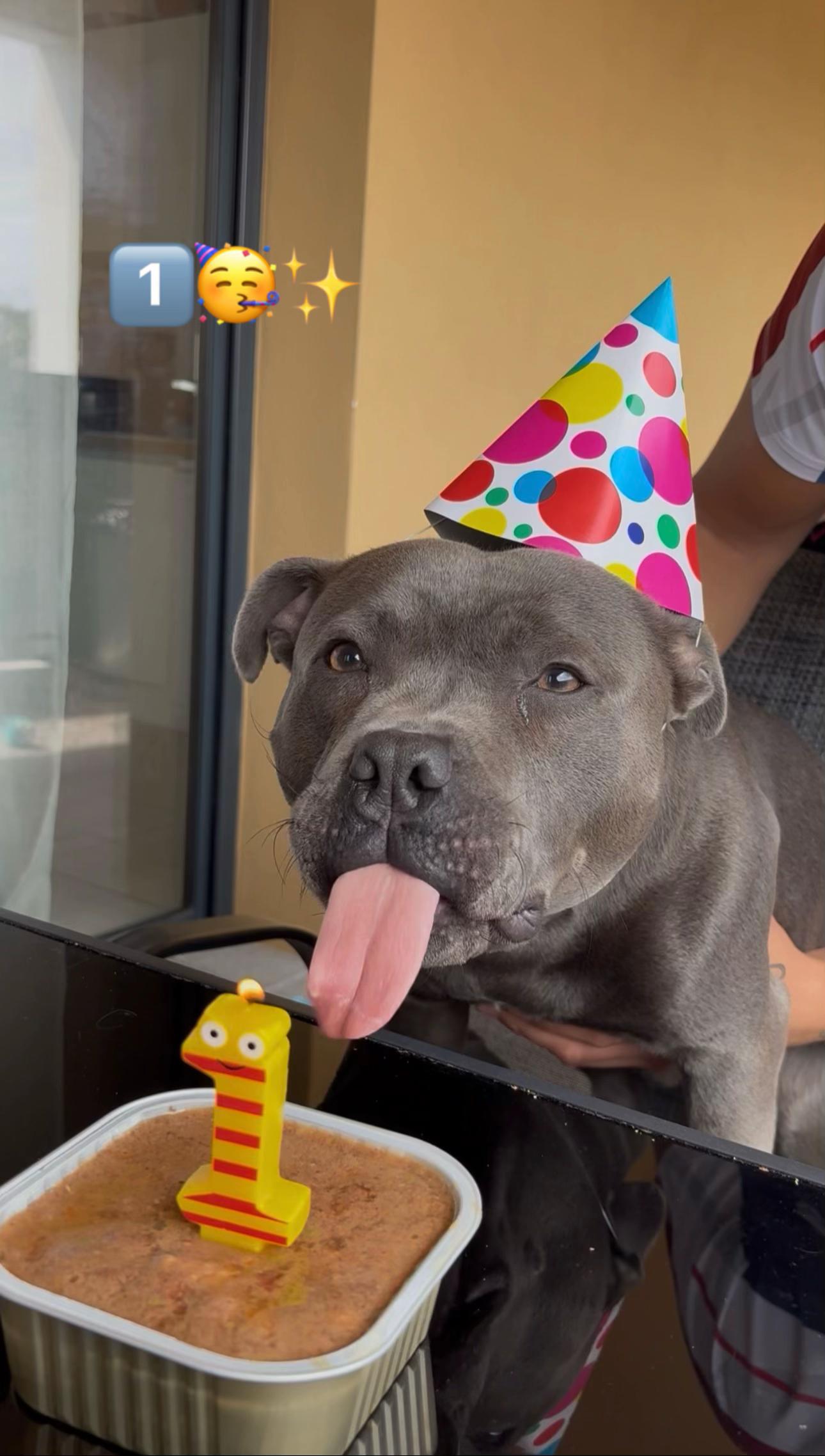 @Shadowlestaffy🐾