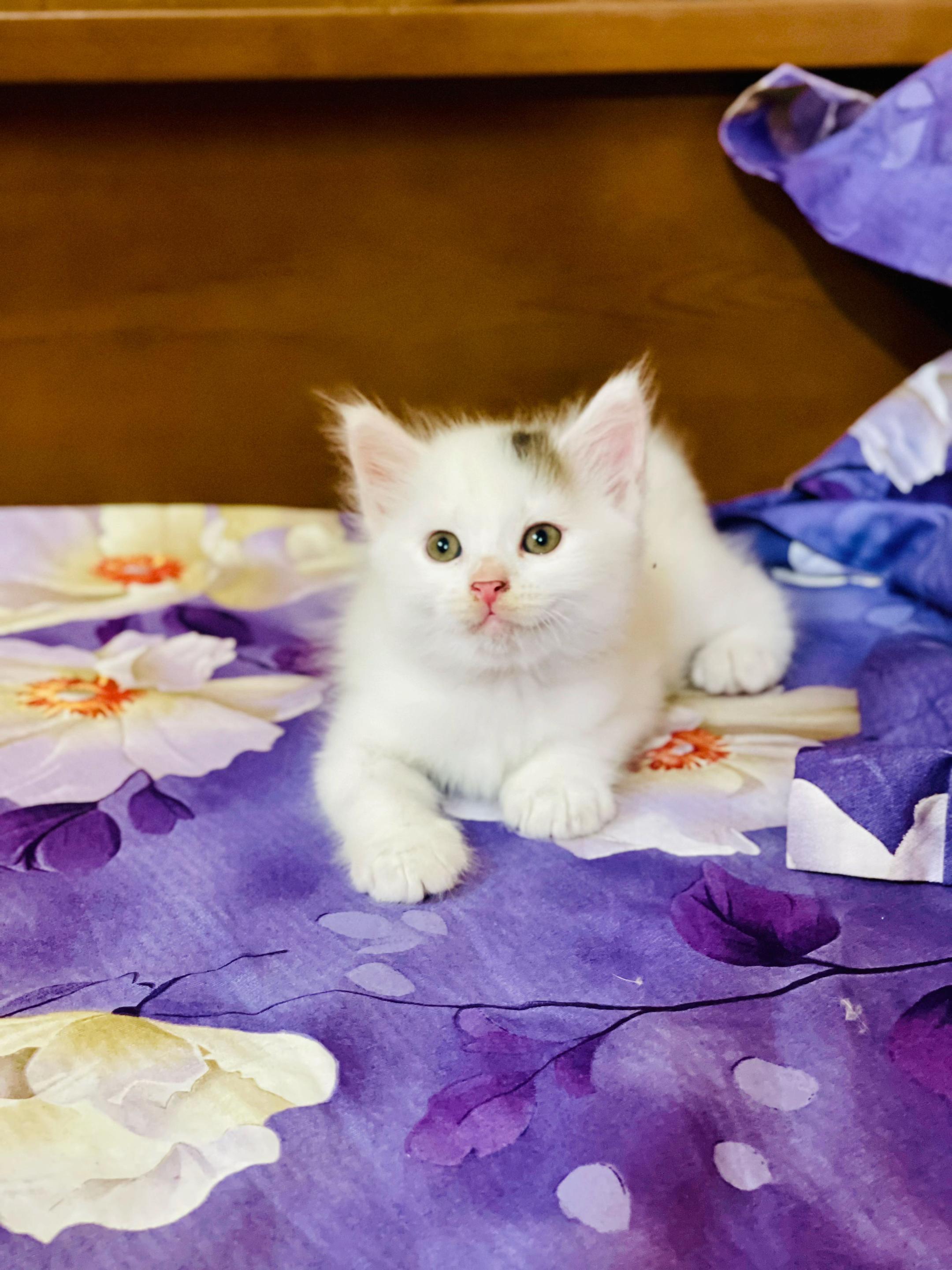 @Persian Cat Society❤️&zwj;🩹