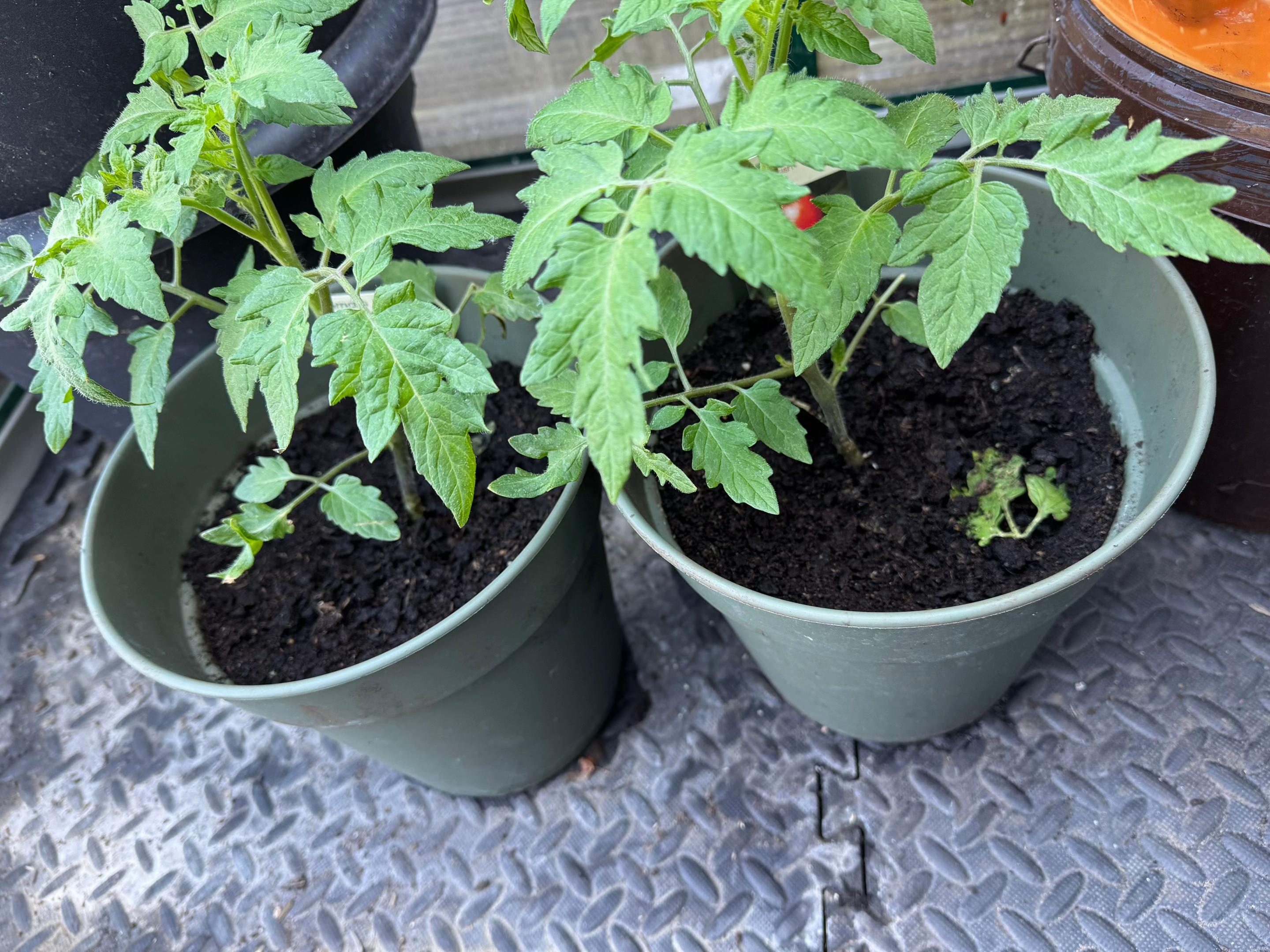 @grandadgreenhouse