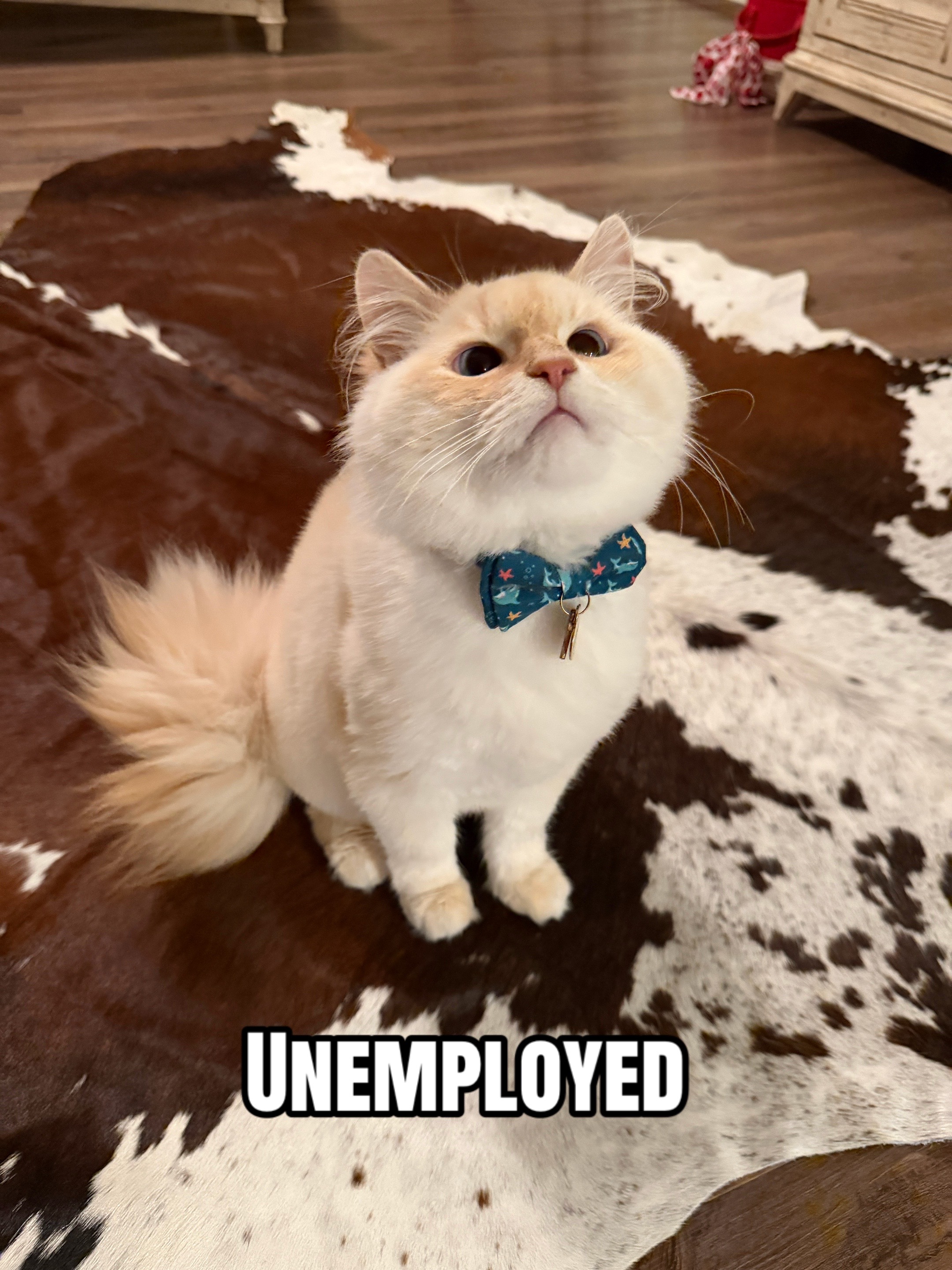 @jaredthecrosseyedcat