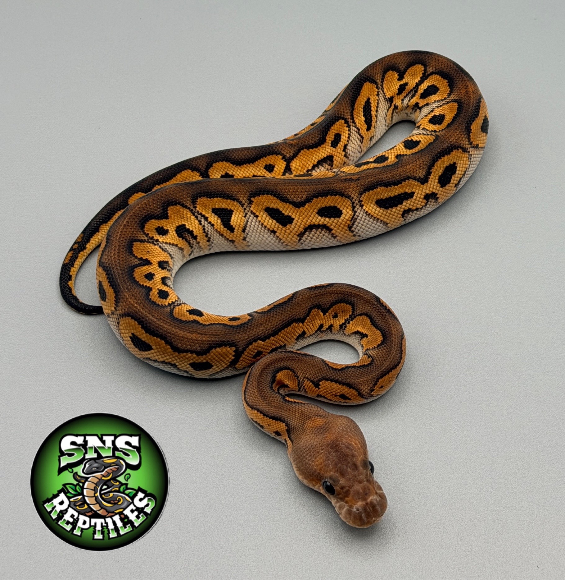 @SNS Reptiles