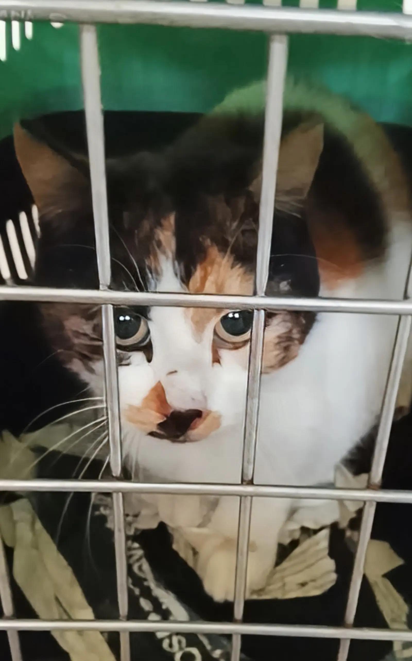 @Greek Animal Rescue