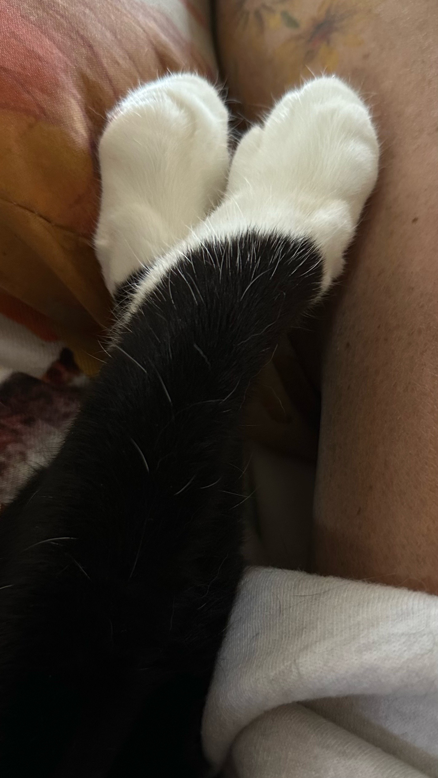@Bratcats