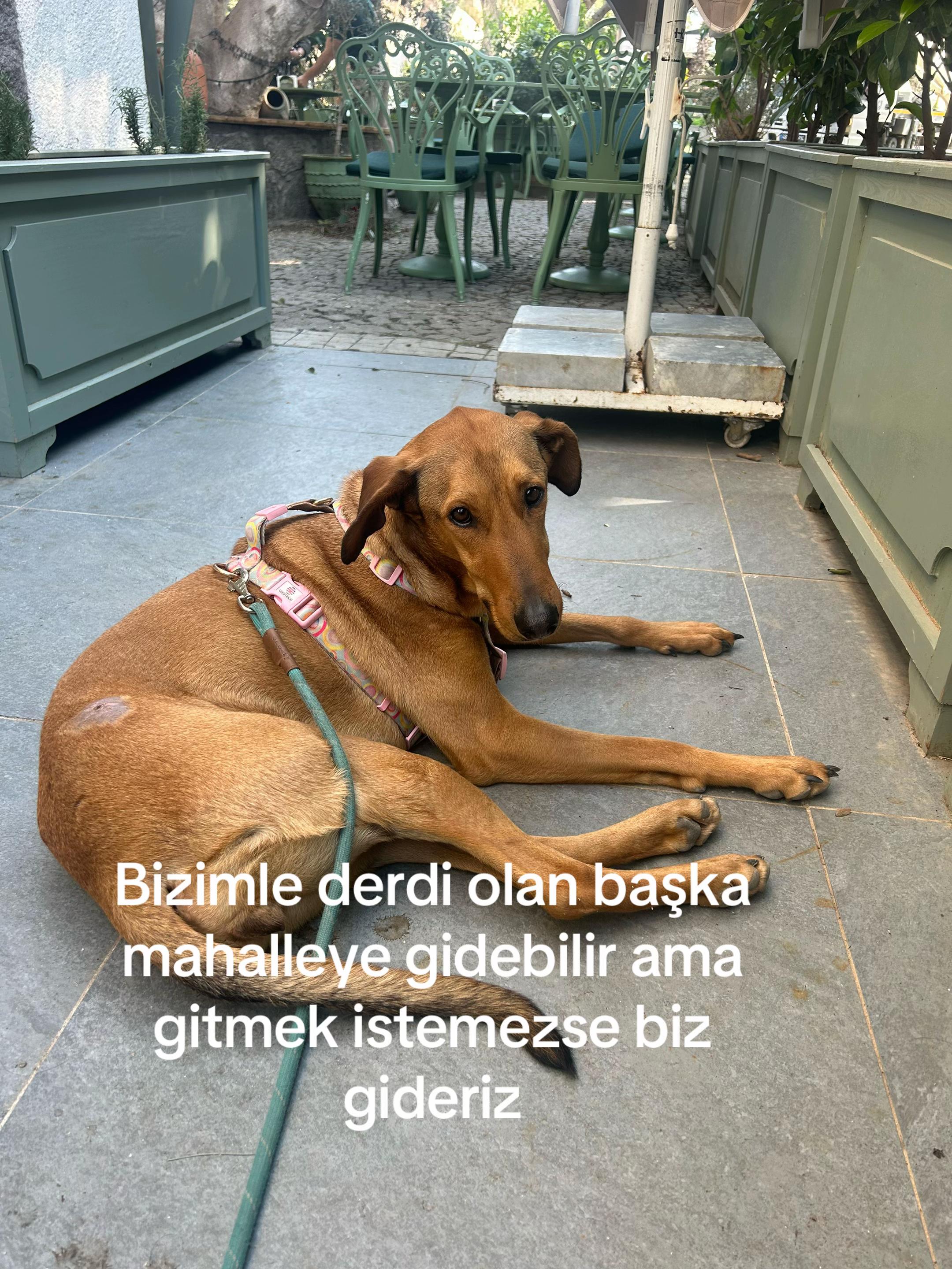 @Pinar Hana
