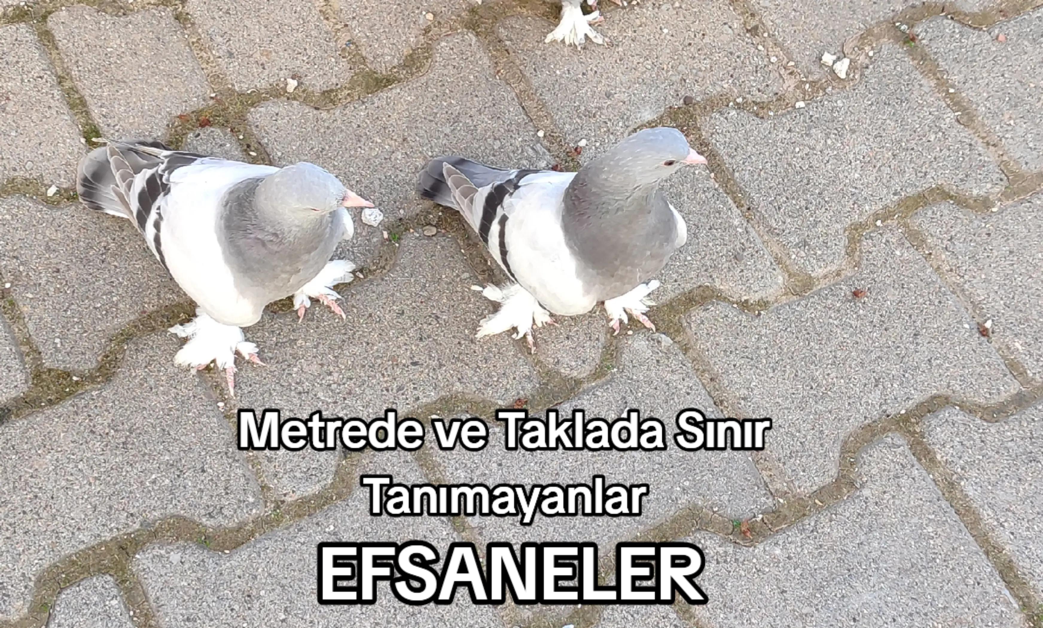 @Hacı Osman Tanrıkulu