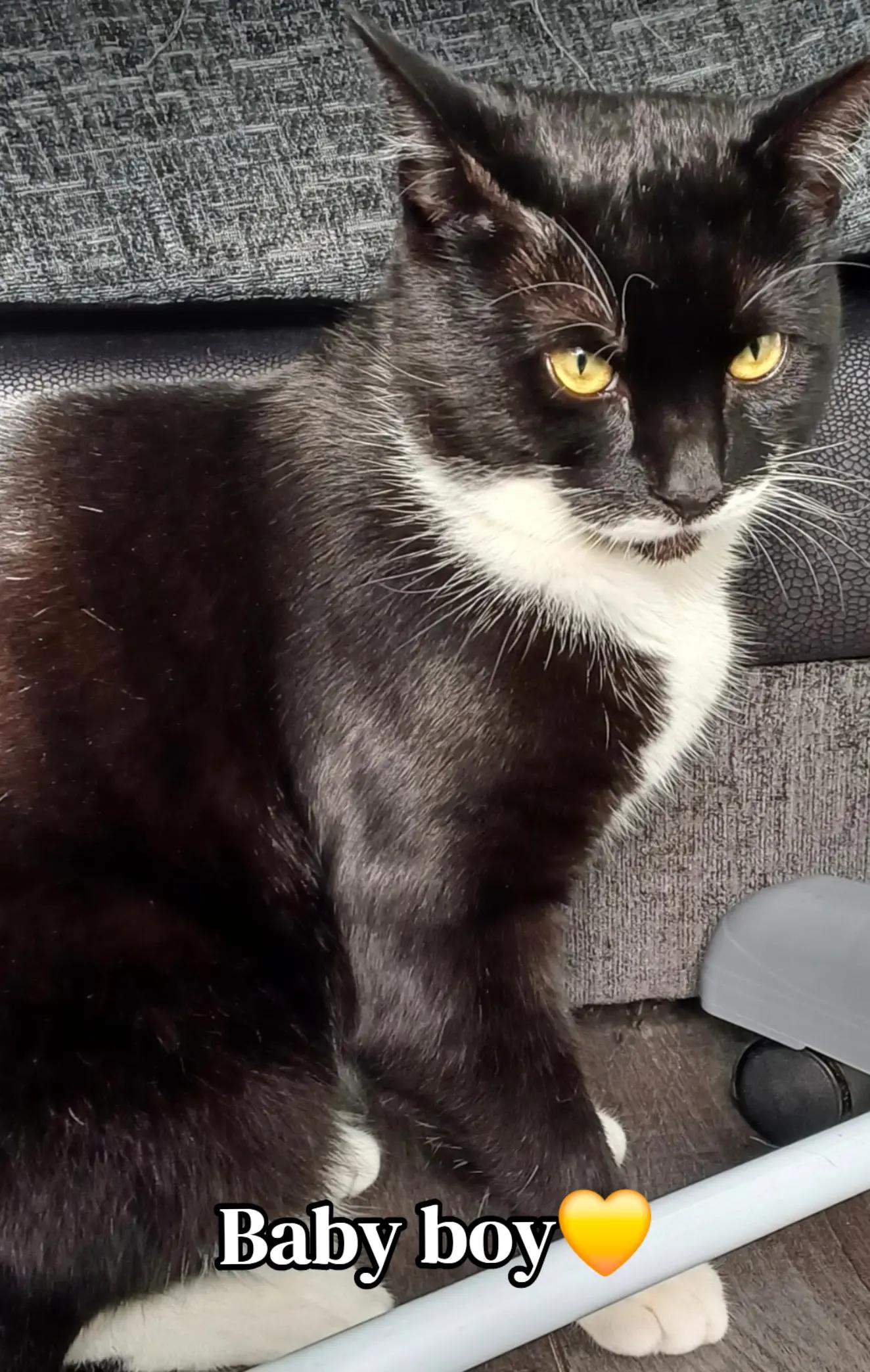 @Truffle the Tuxedo