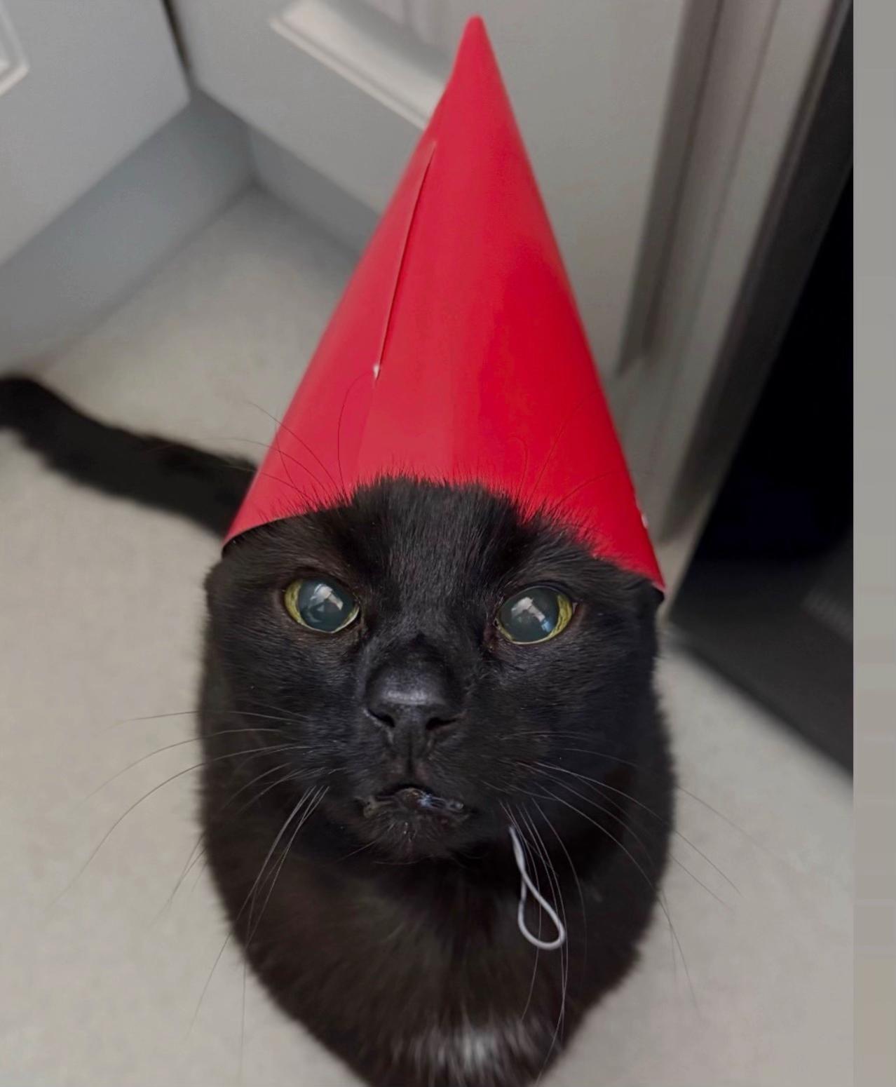 @Teefie_tribe 🐈⬛🐈⬛🐈🦷🦷