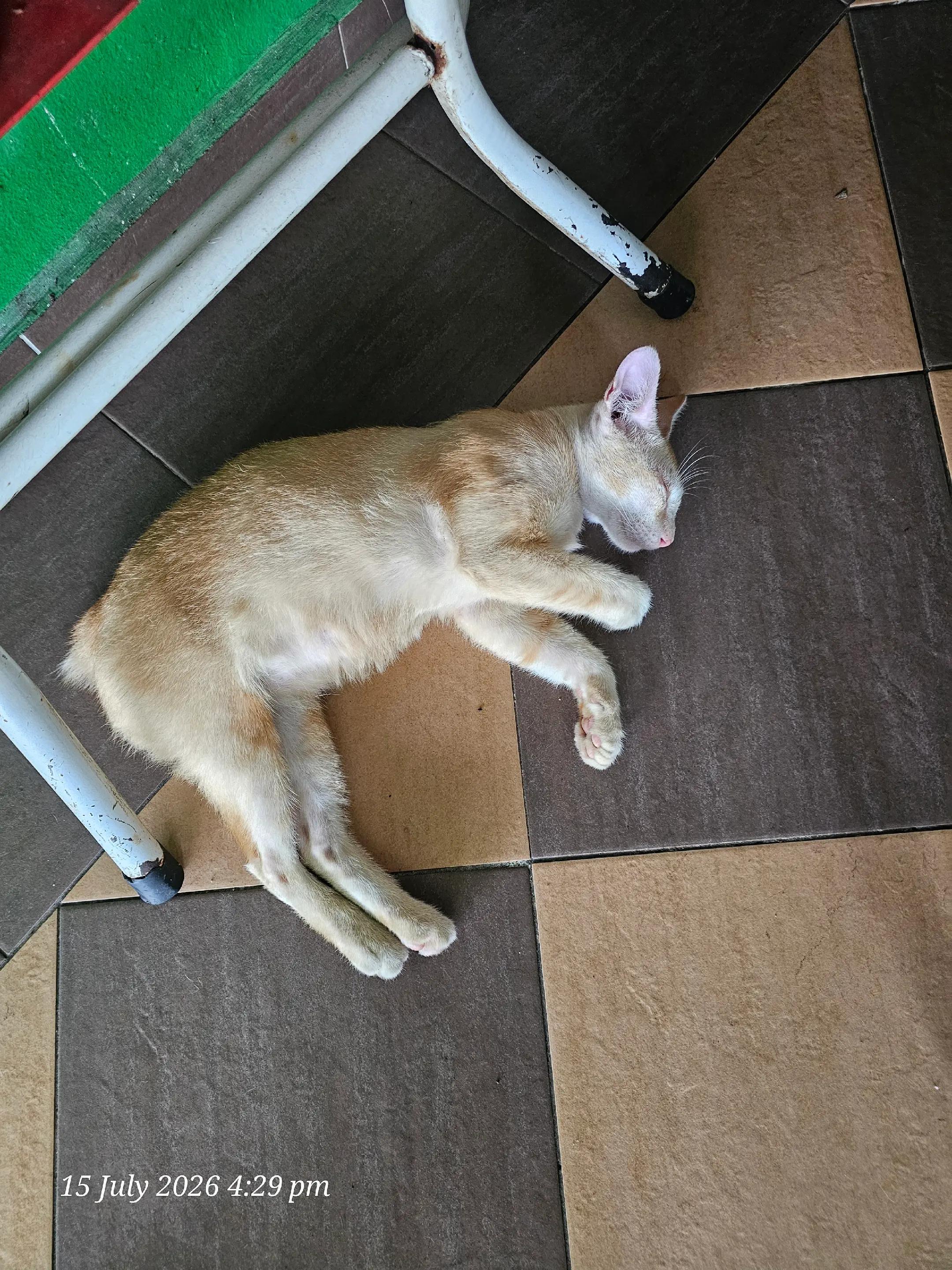 @AyuMasayu Kalamudin