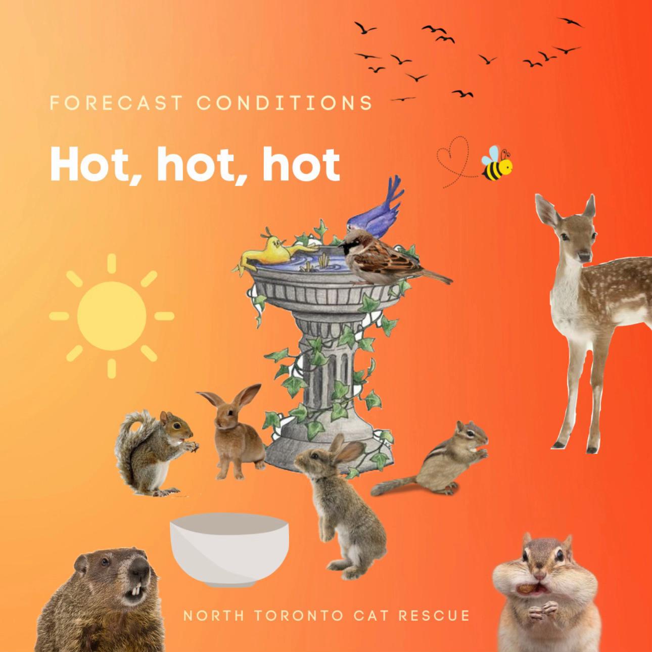 @North Toronto Cat Rescue