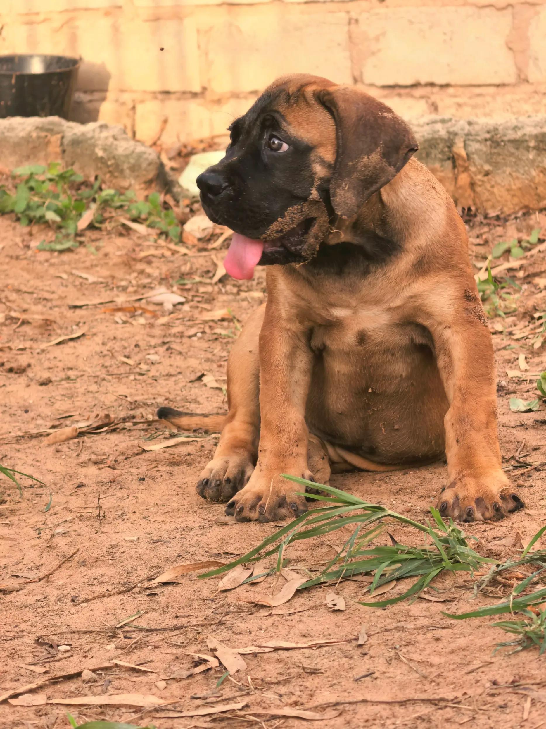 @Irie Boerboels Sn