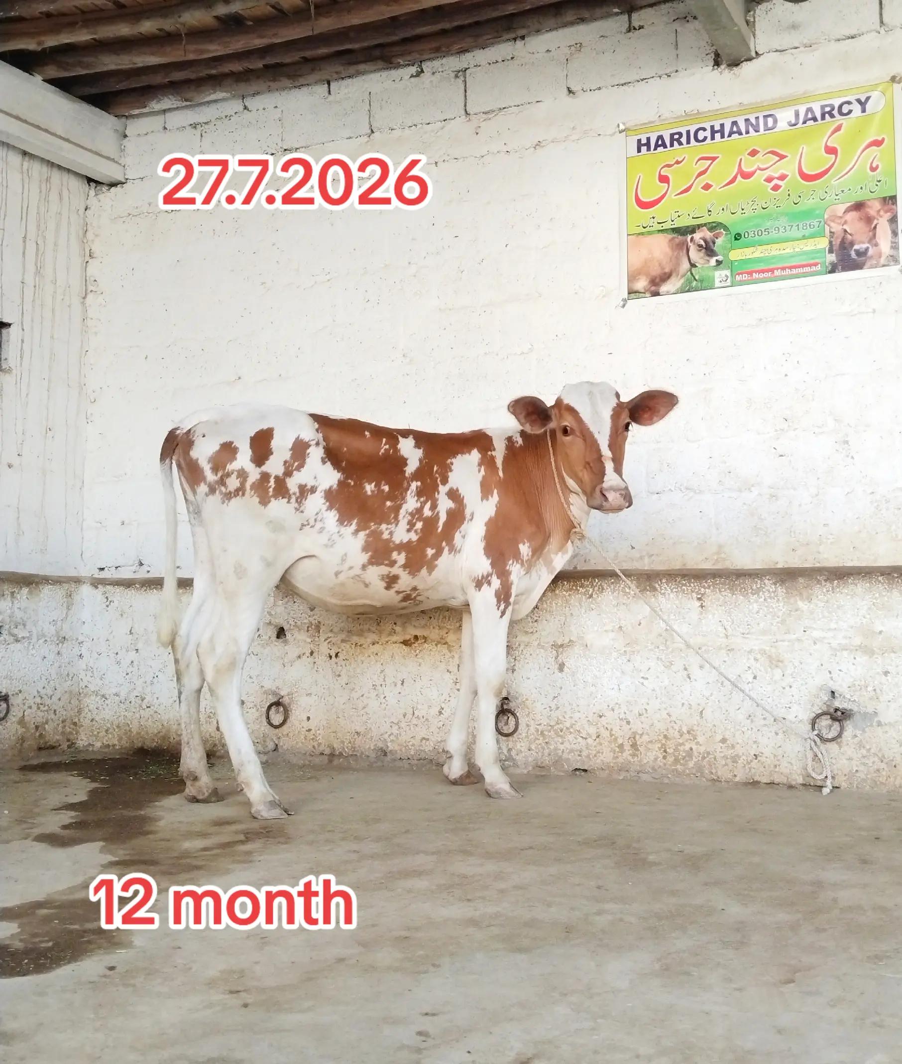 @Harichand Jercy 03059371867