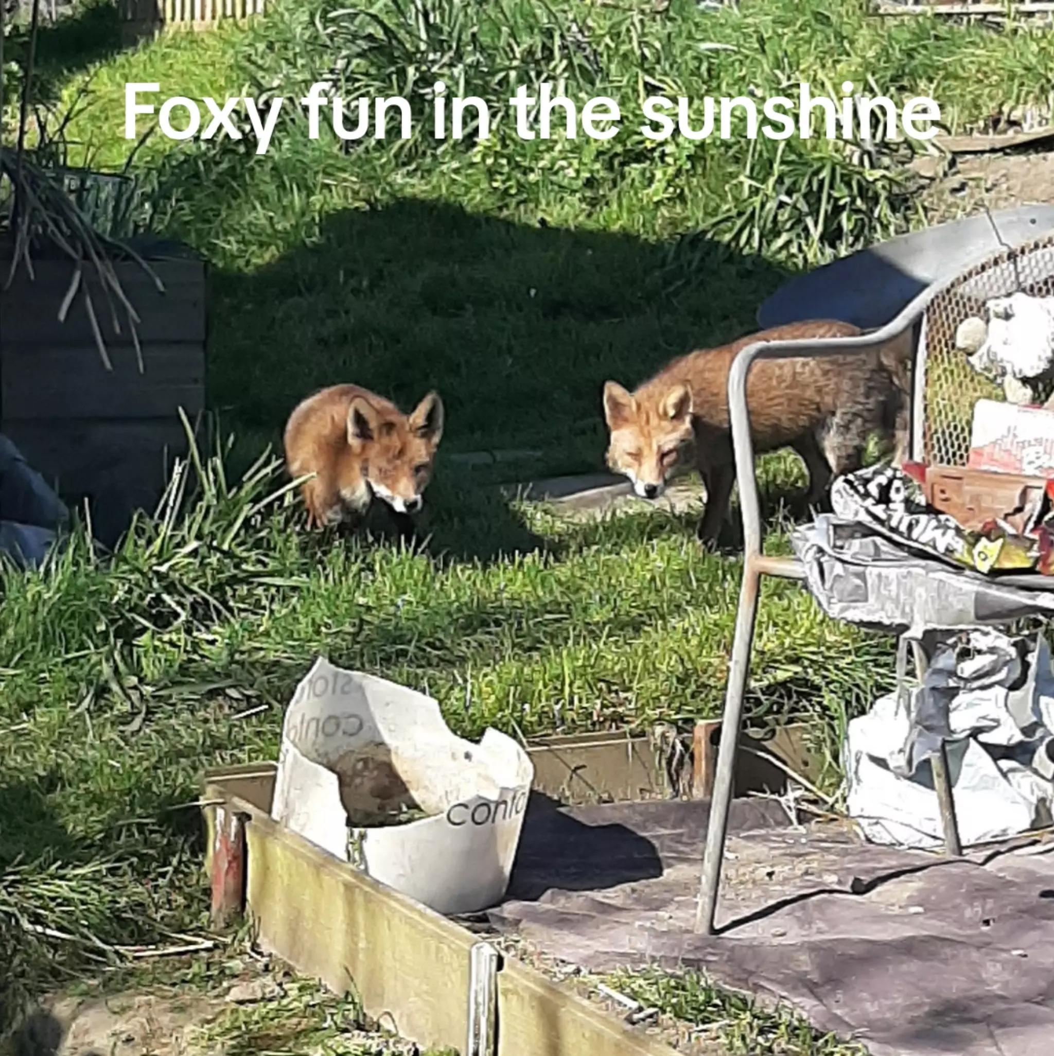 @John the Fox