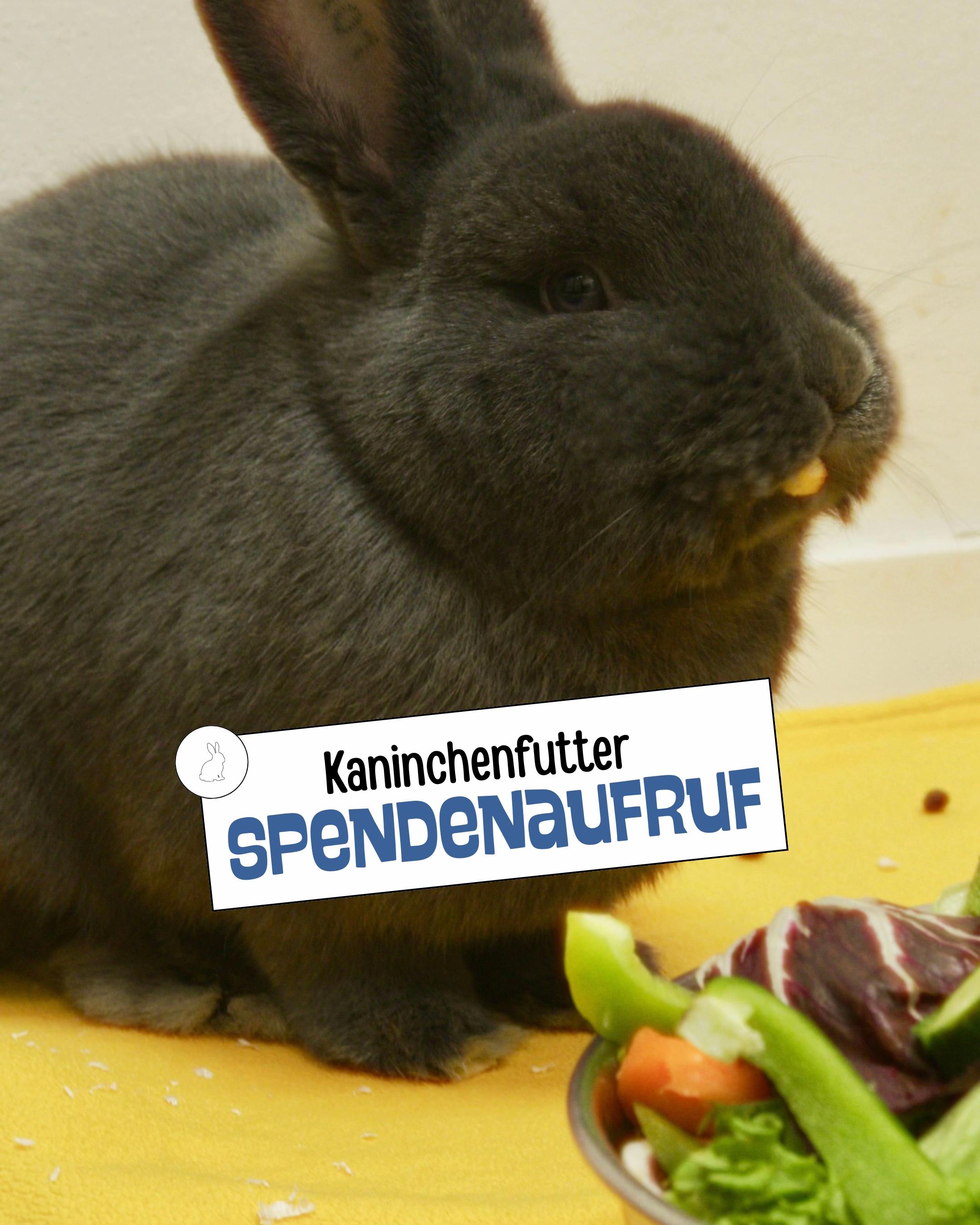 @Tierheim_Bremerhaven