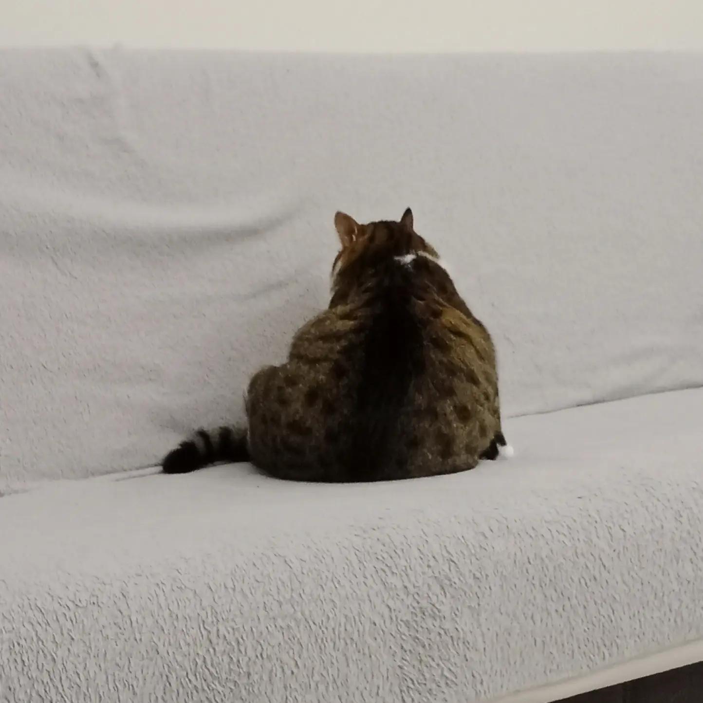 @şanslı