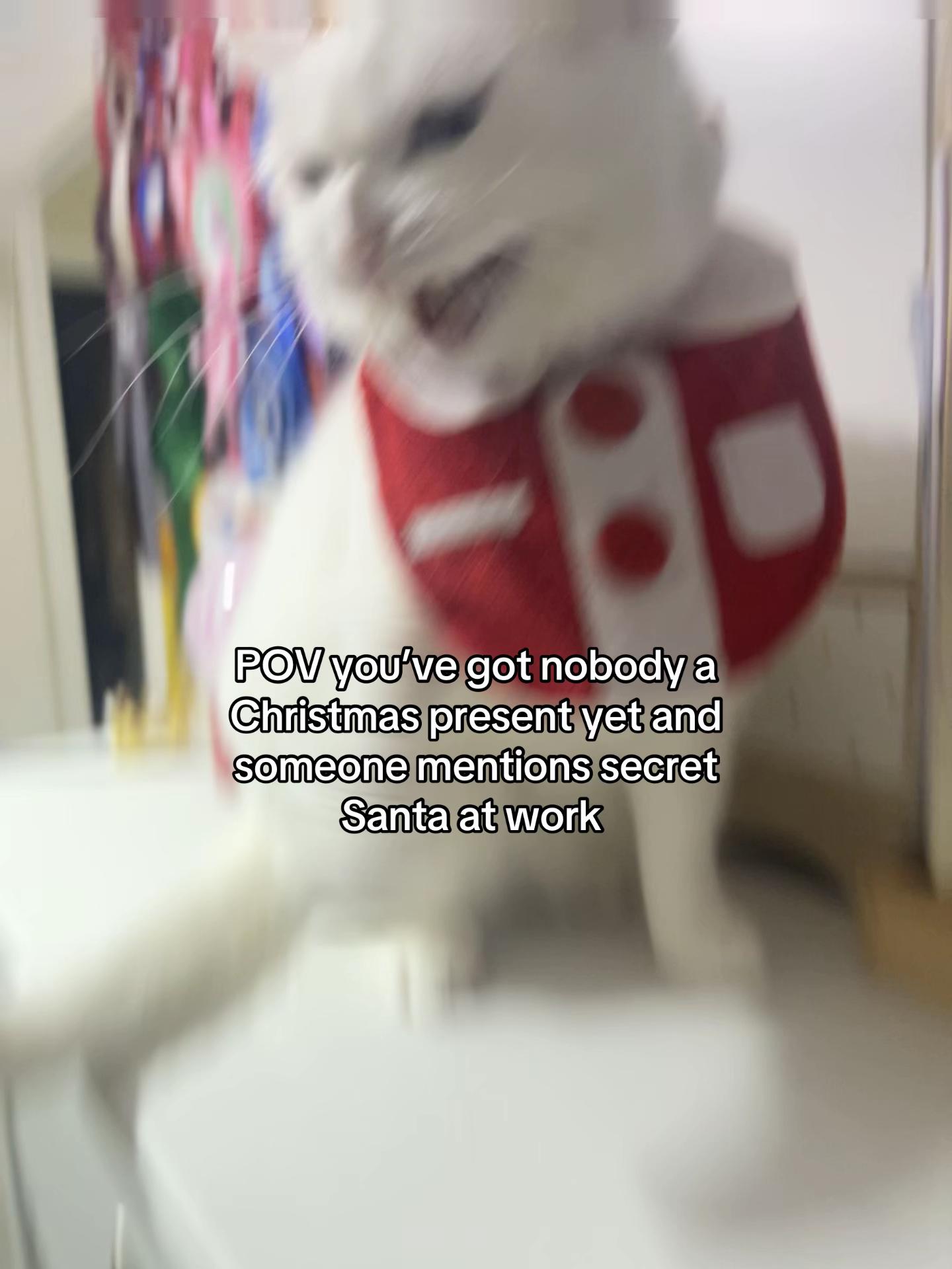 @TheFancyCatsWorld