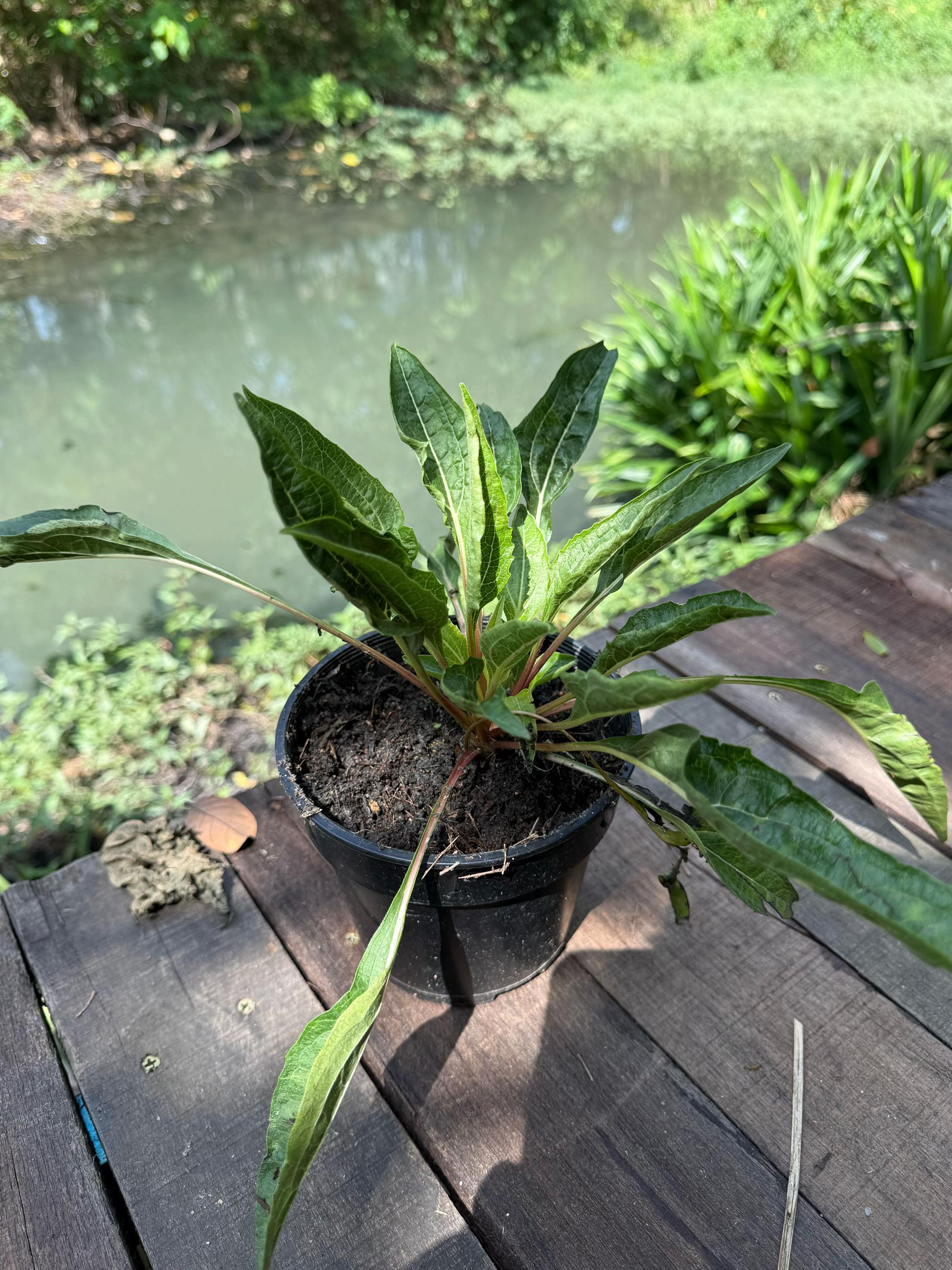 @Tieyalova’s Potting Shed