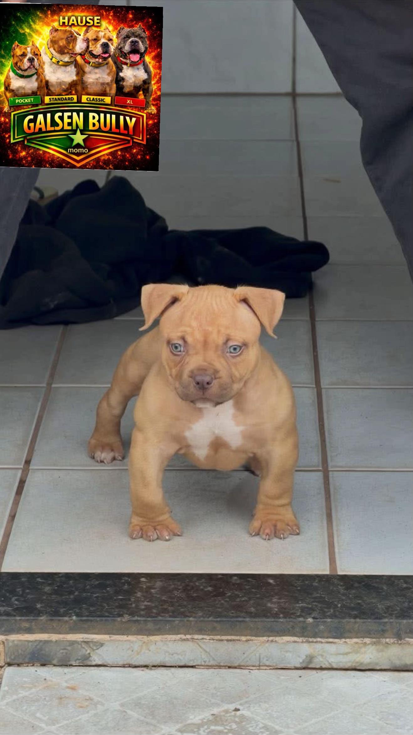 @Momoparleauxchiens🇸🇳🇩🇪
