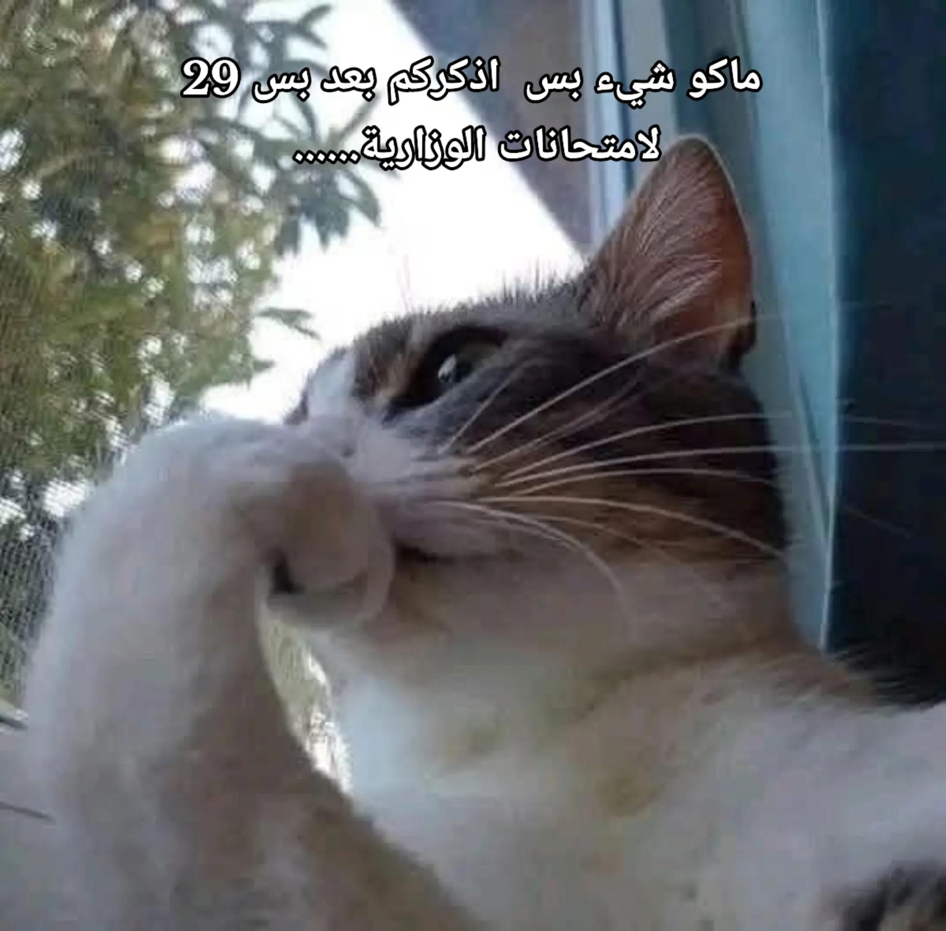 @طالب صخام (سادس)