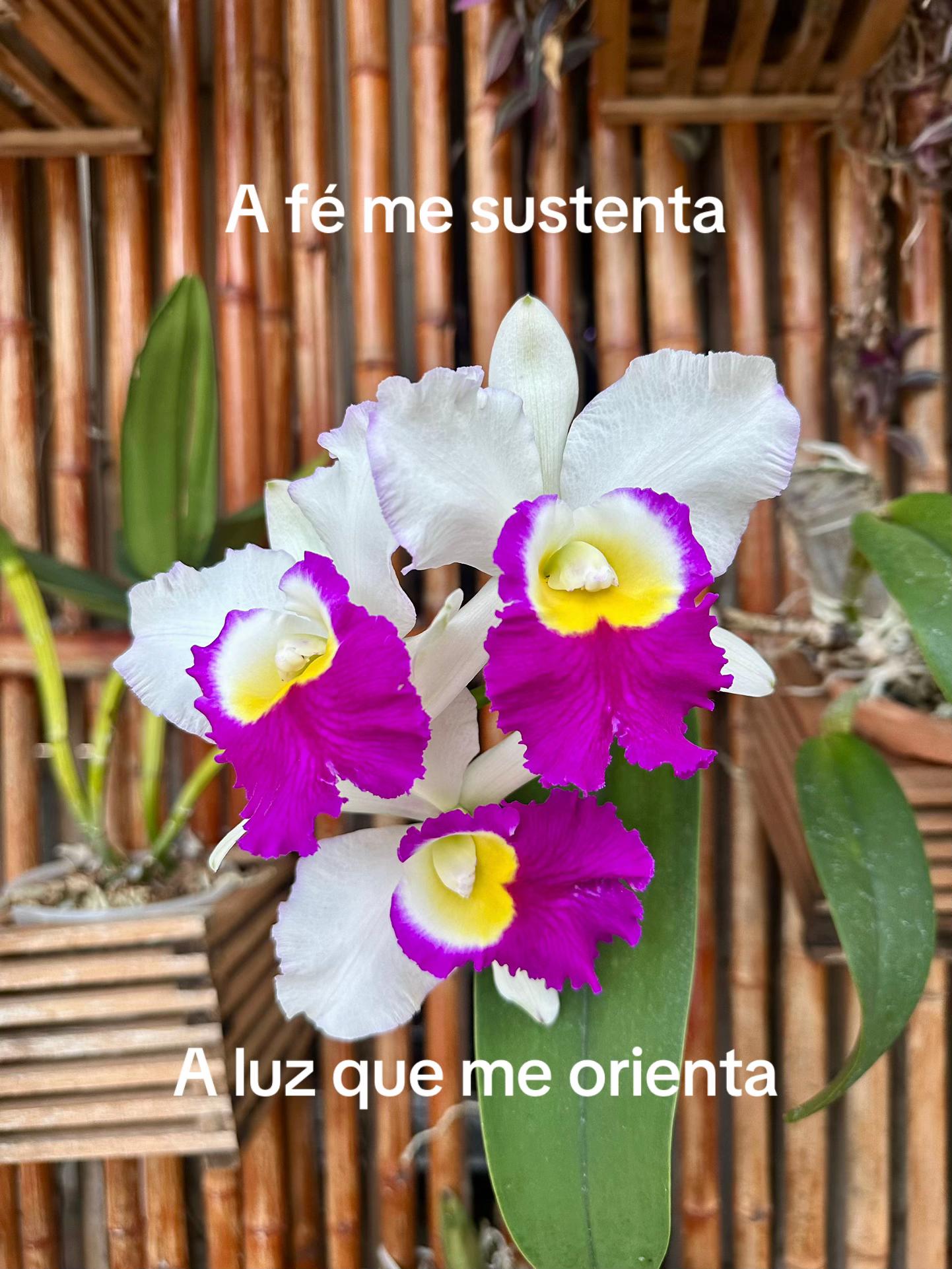 @Ponte da oração