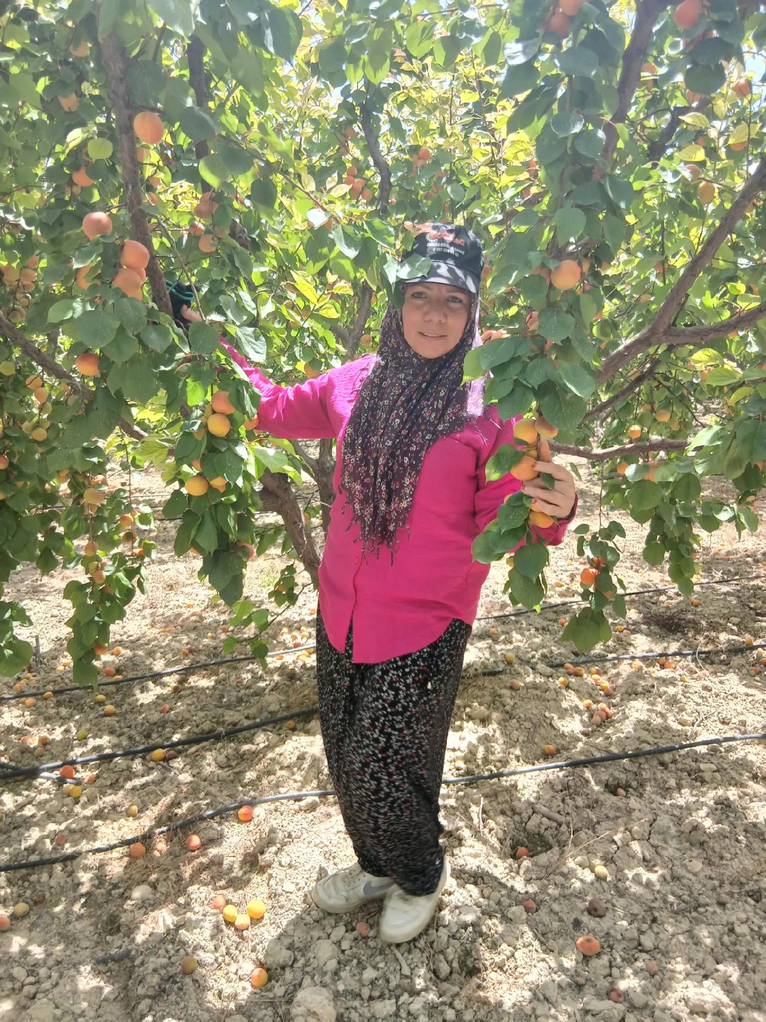 @seher