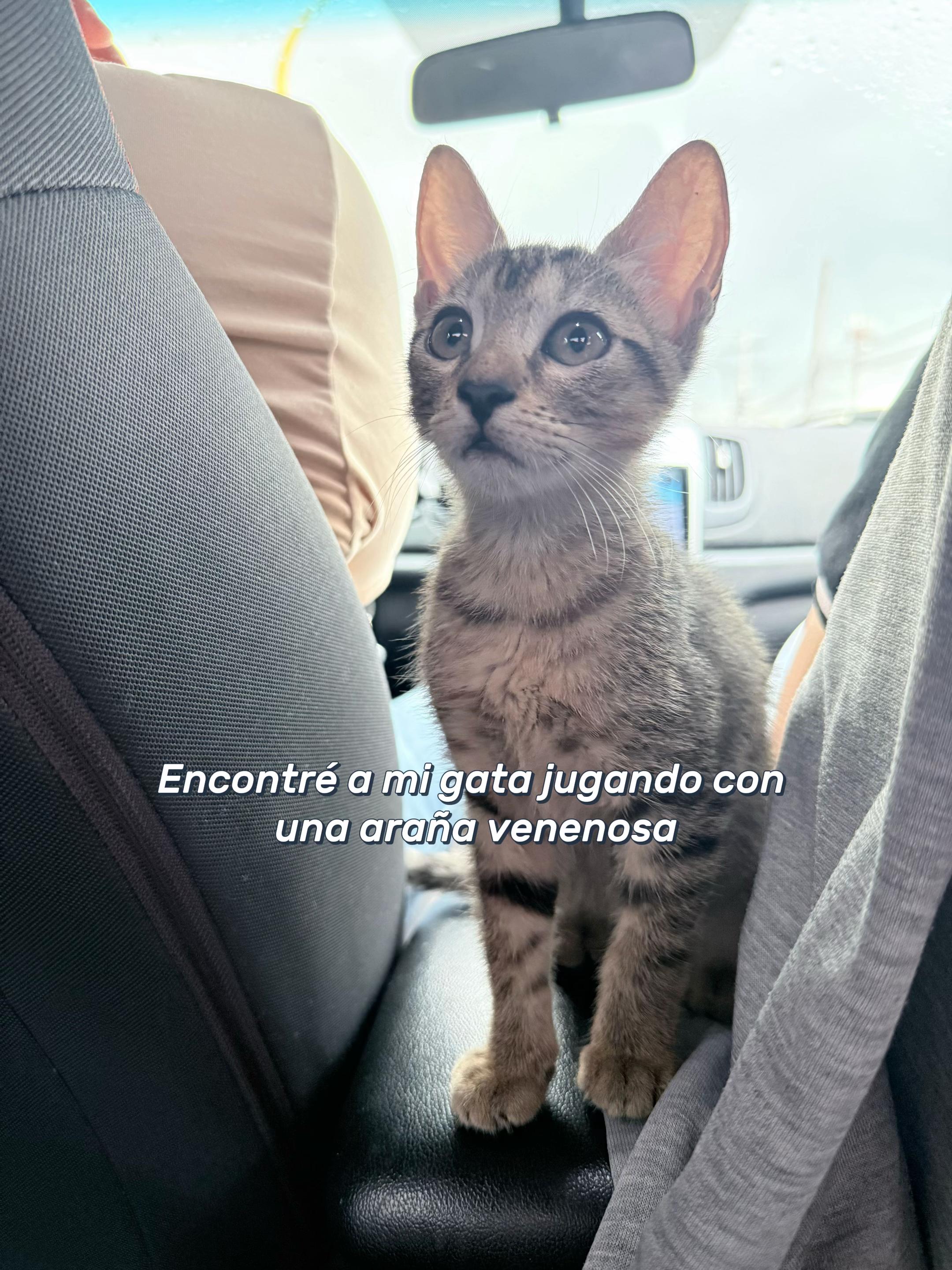 @Pao 🩷