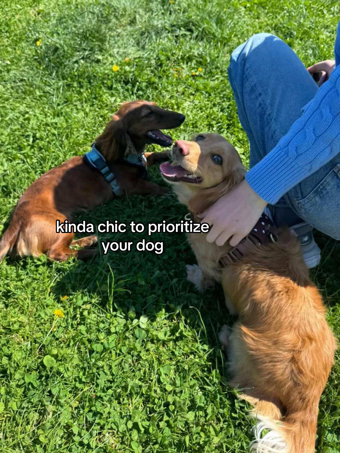 @cashewdachshund