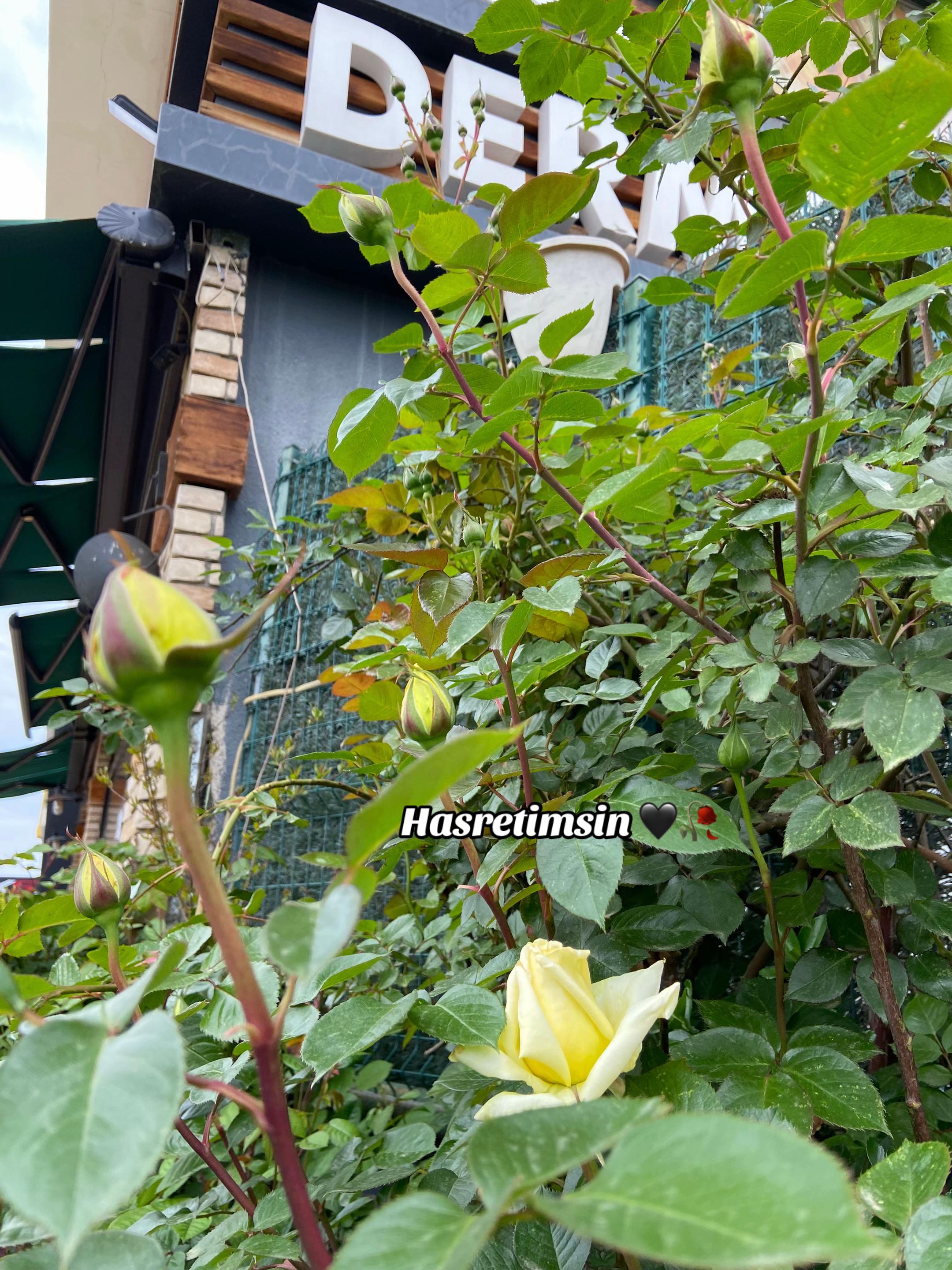 @aktar_hanim