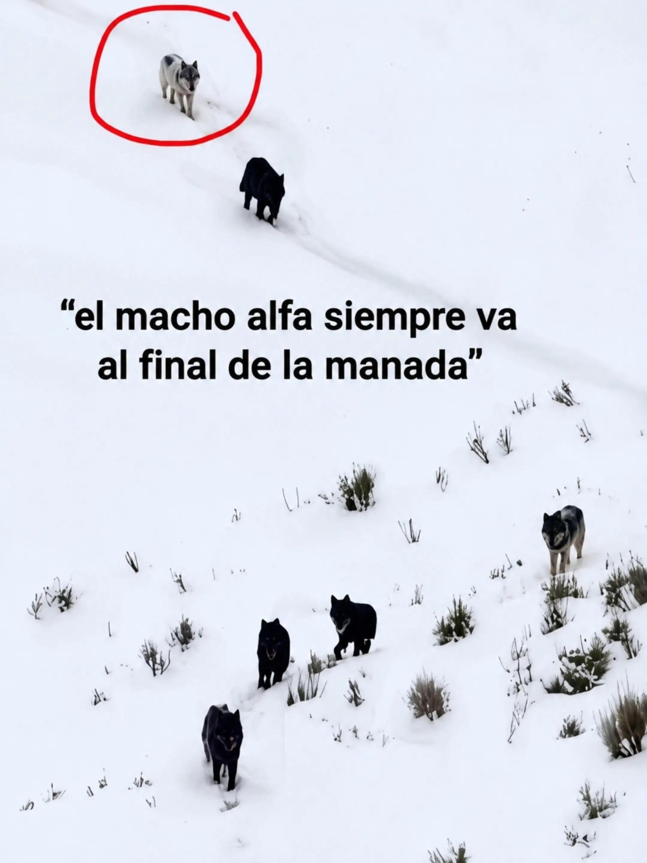@Ricardo Andres