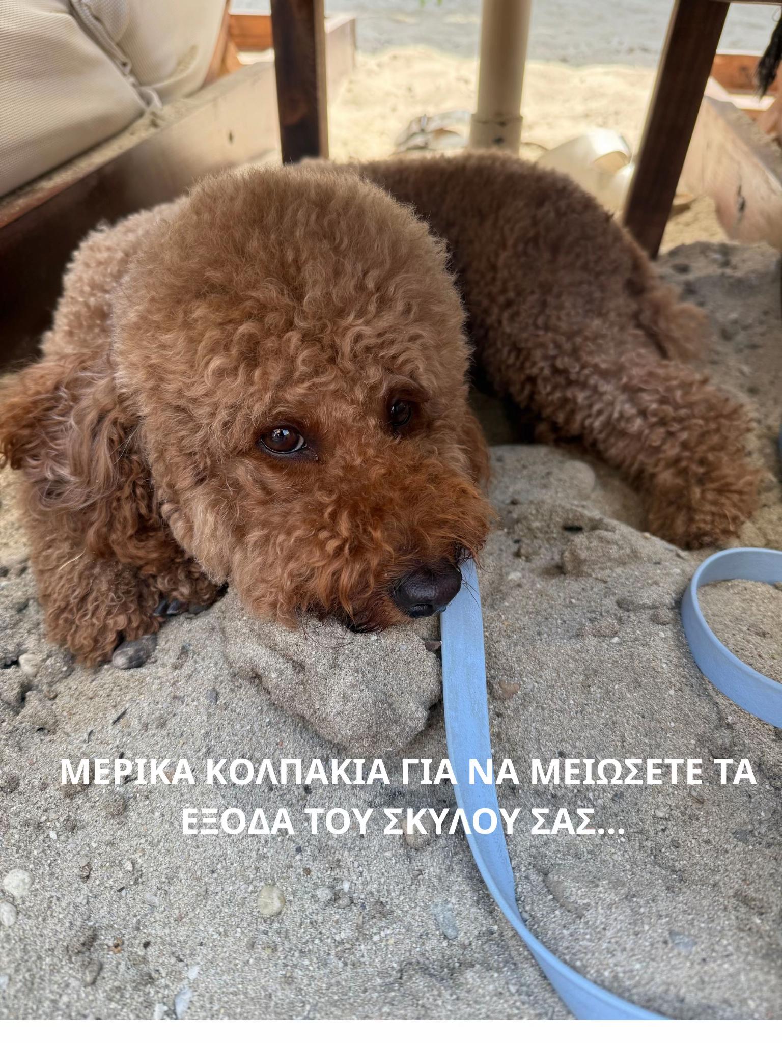 @poodleroomie