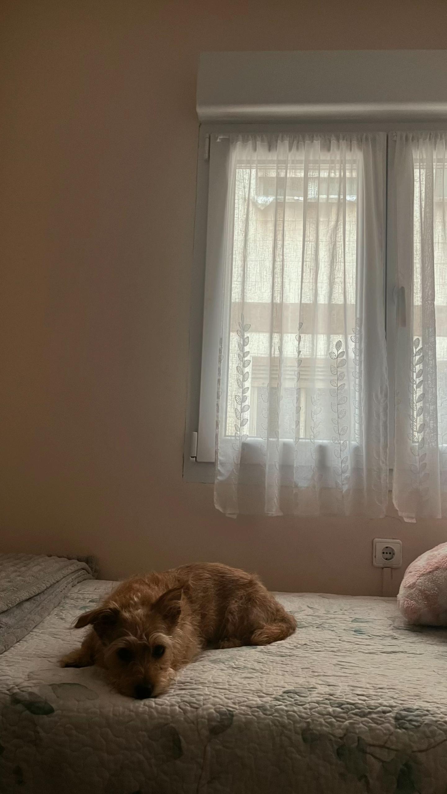 @sofia