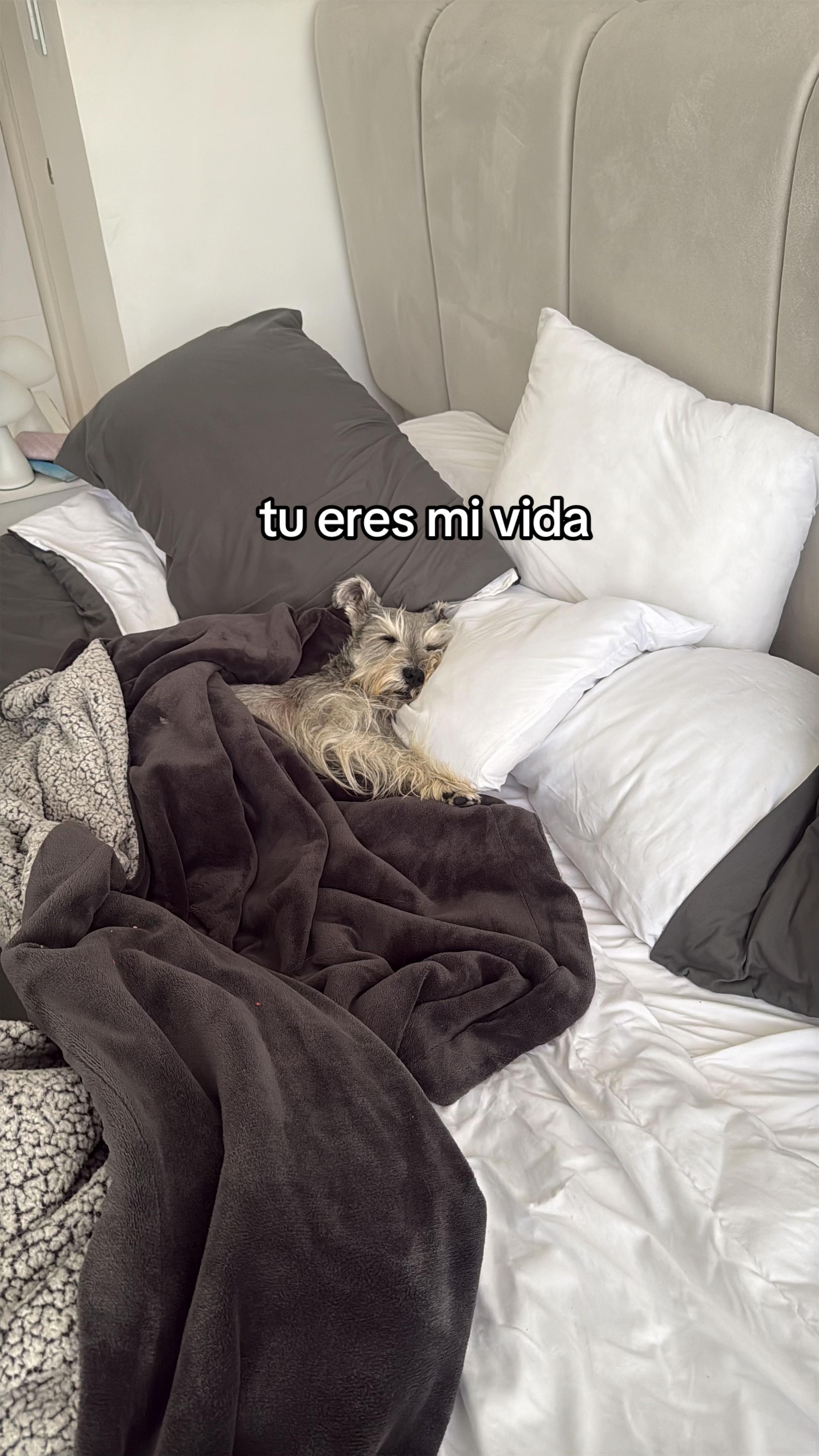 @vidadlanky