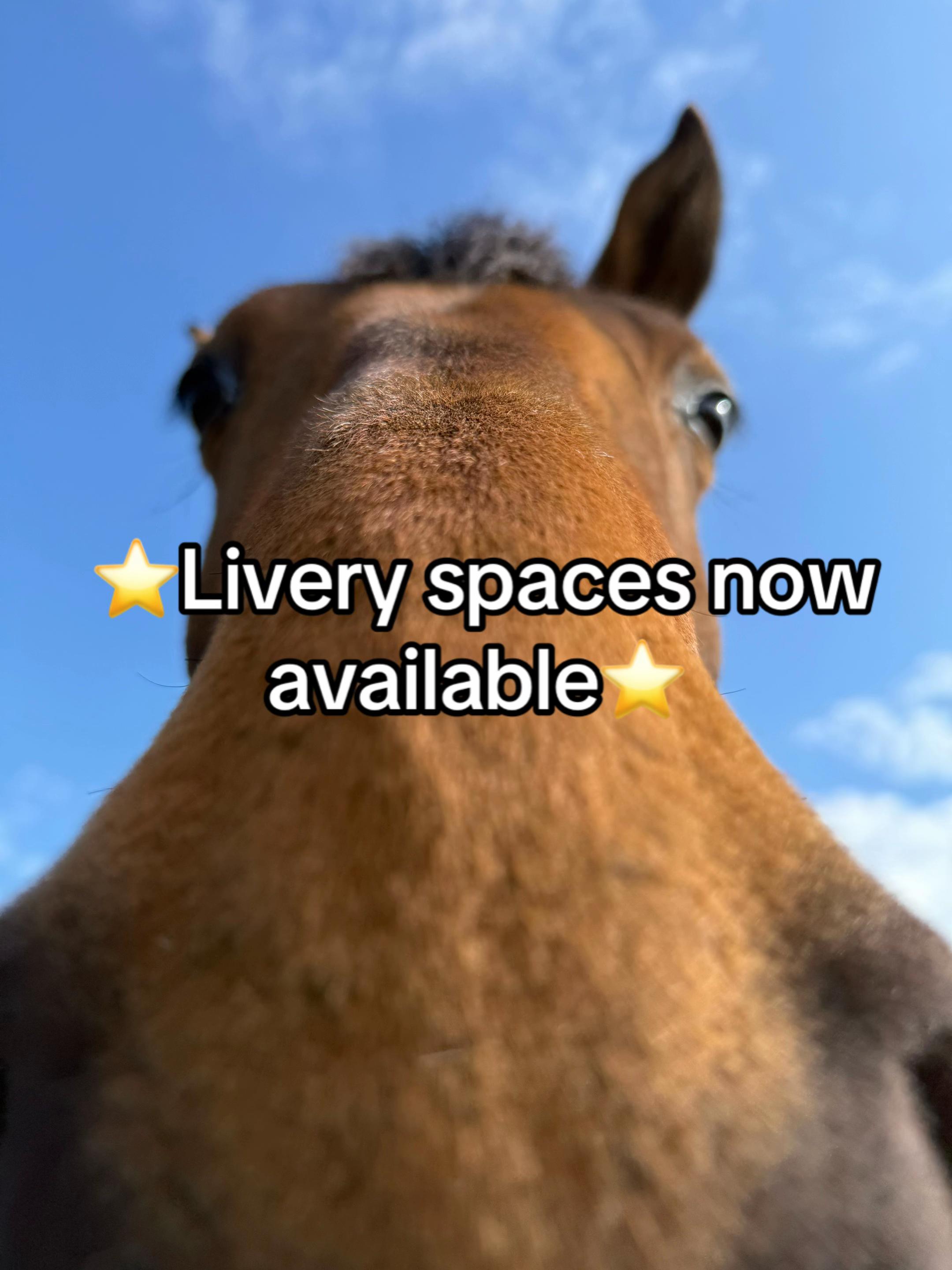 @RavenSide Equestrian