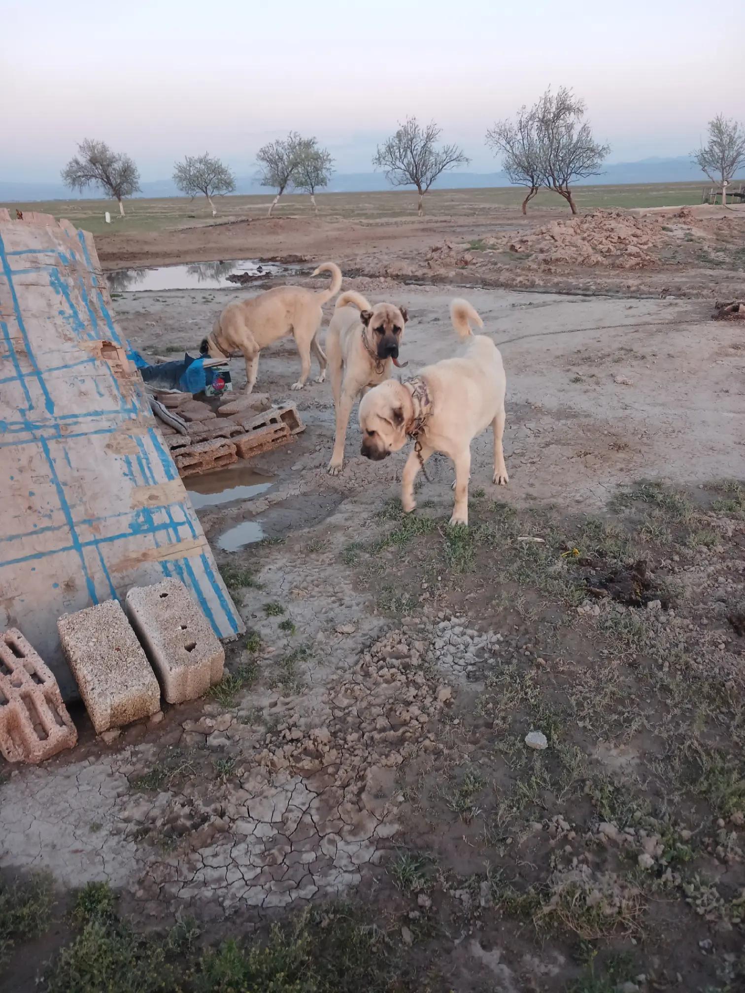 @Mustafa Doğan14667