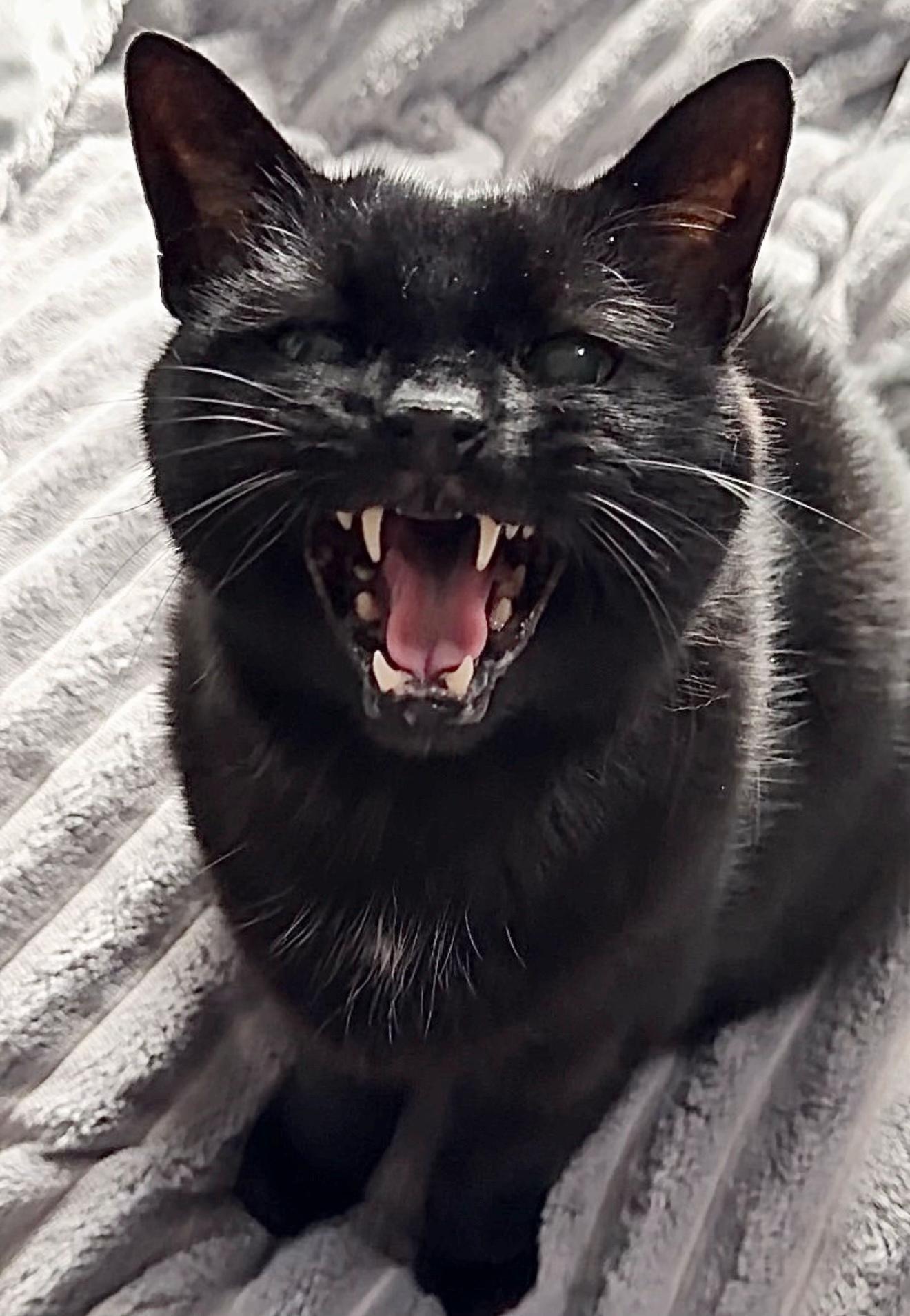 @Teefie_tribe 🐈⬛🐈⬛🐈🦷🦷
