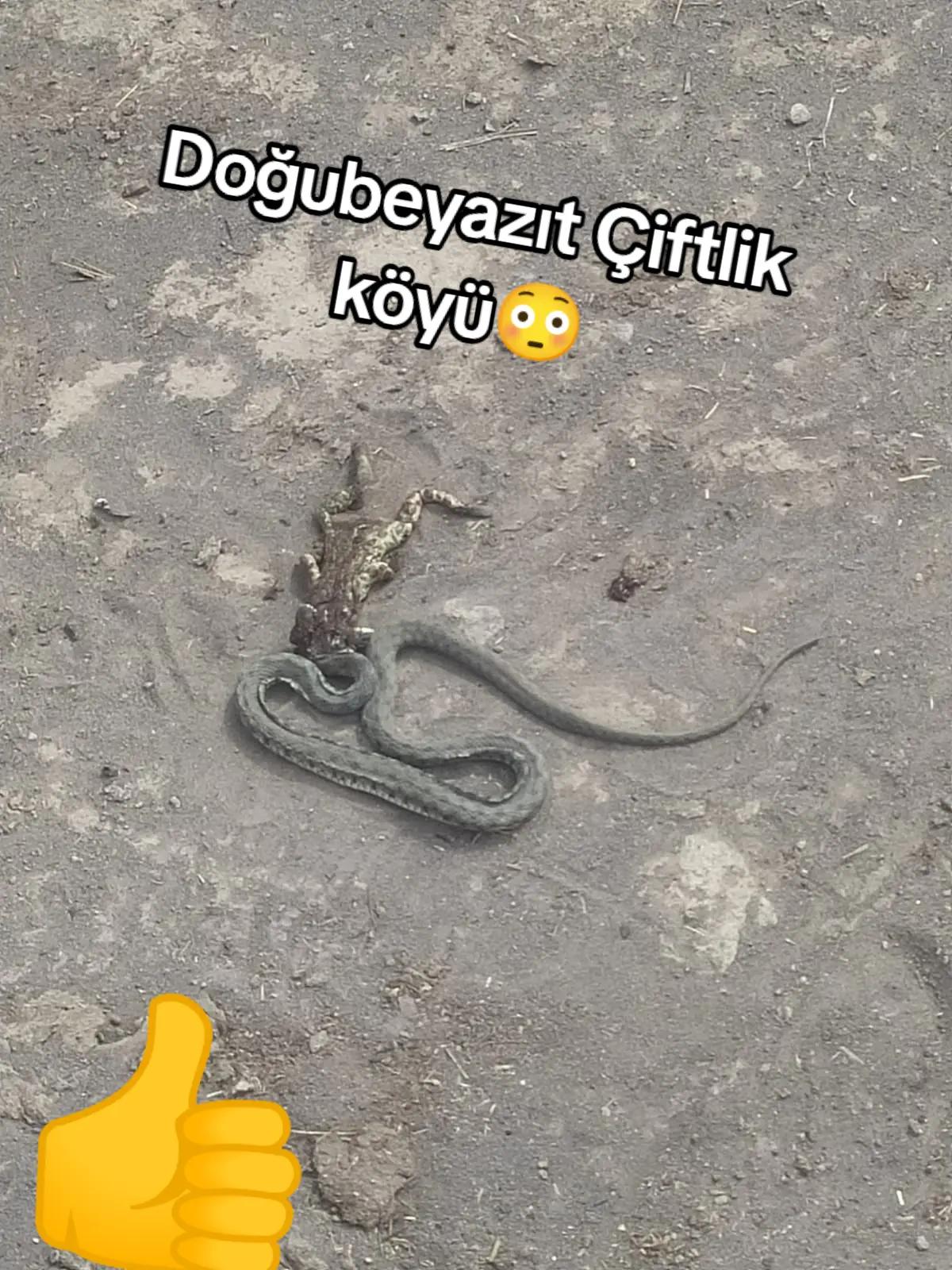 @bazidli adem04