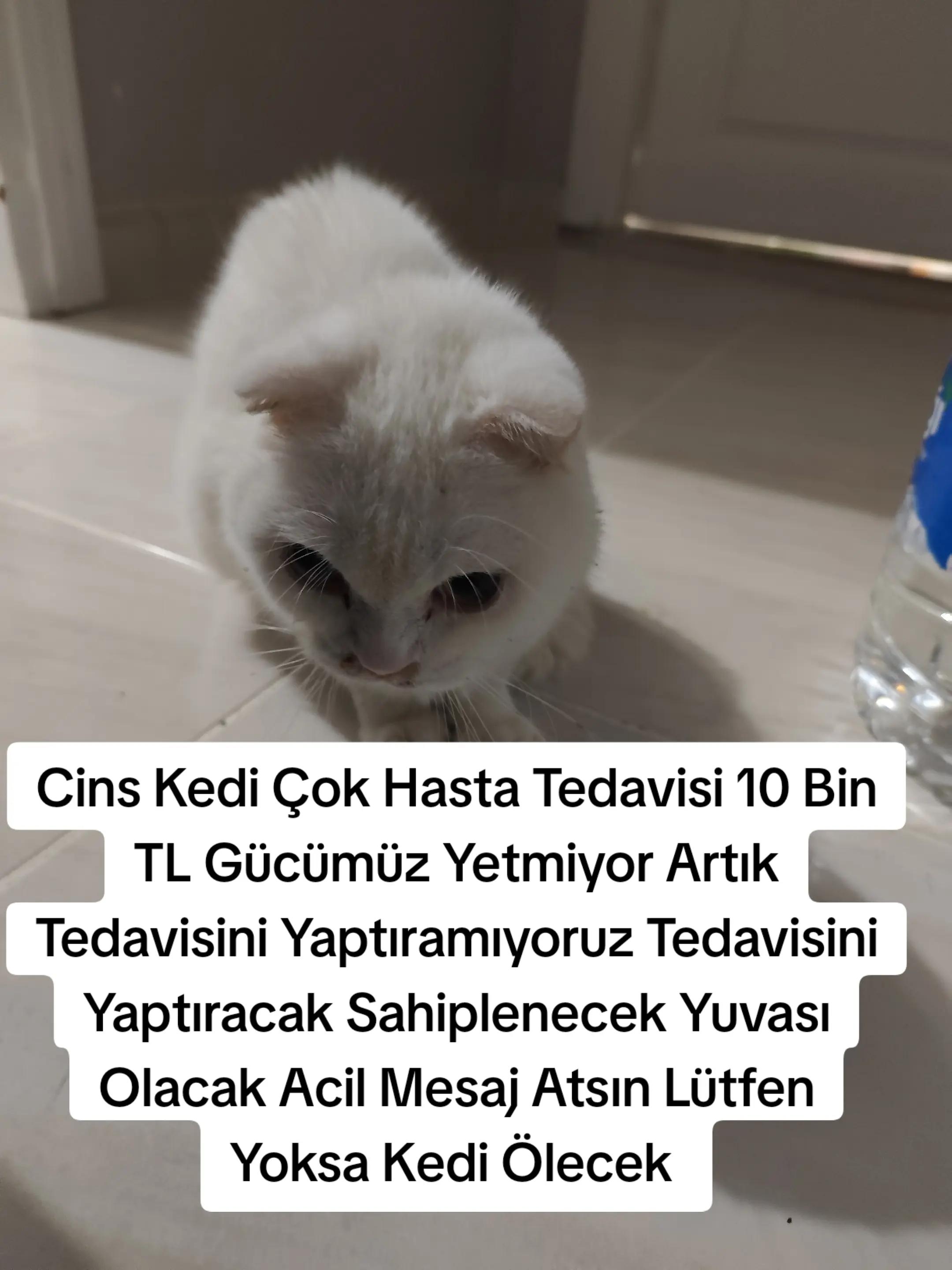 @@kedisizevolmaz