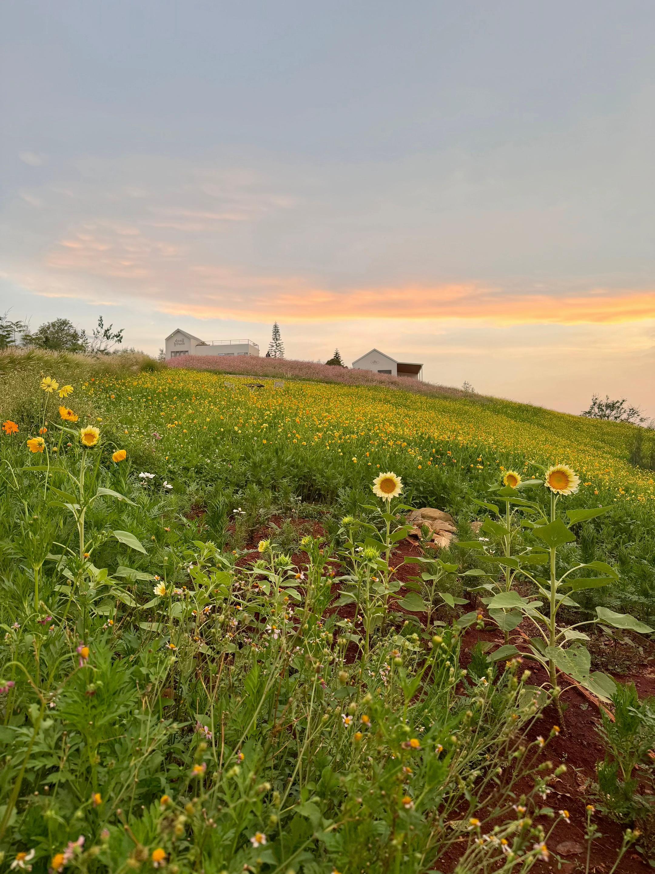 @donghousekhaoyai