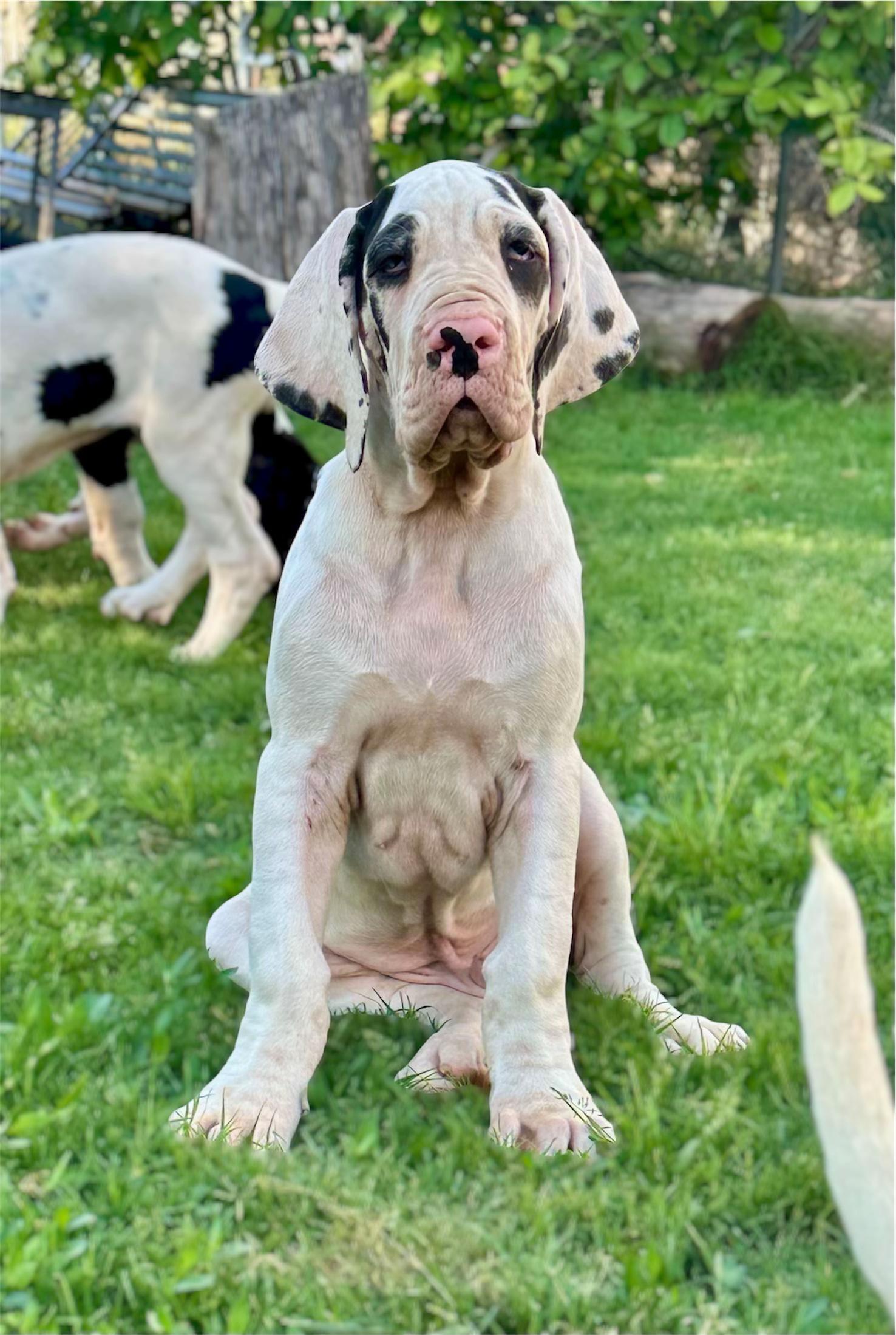 @Dеlмаdоg 🐾